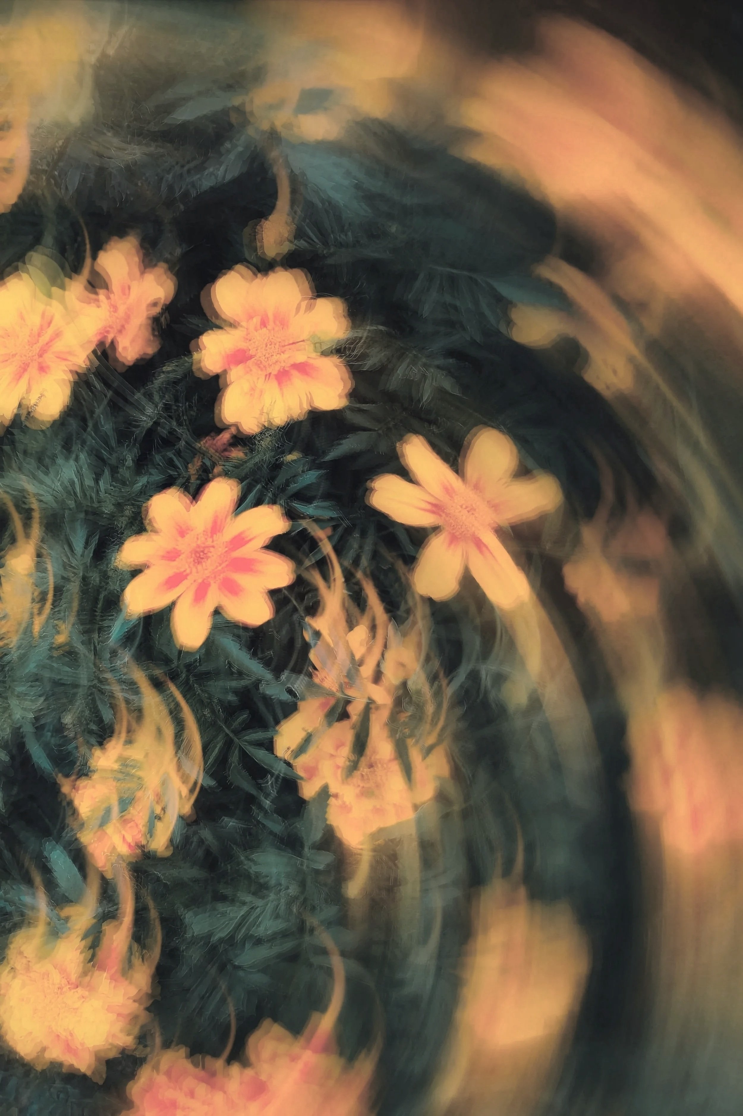 Blurred image of pink and yellow flowers with green leaves, creating a swirling, abstract effect