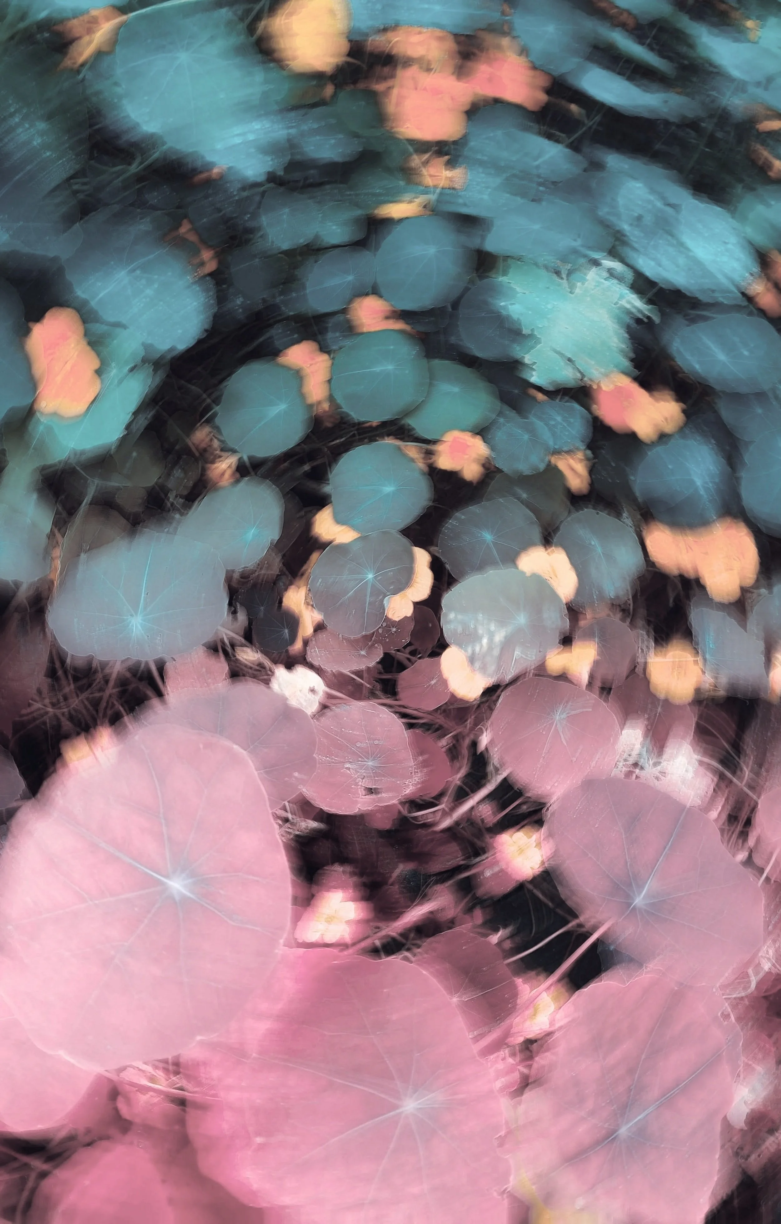 Close-up of colorful, digitally manipulated leaves or lily pads in shades of pink, blue, and yellow with a dreamy, blurred effect.