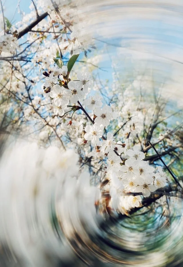 Close-up of white cherry blossoms on a branch with a blue sky in the background and a swirl effect in the foreground.