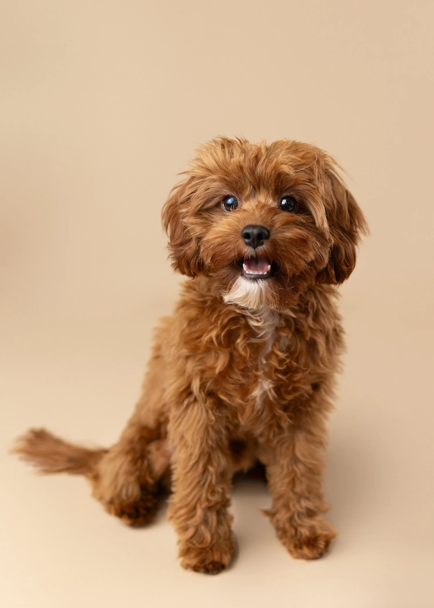 dog photographer South Pasadena CA