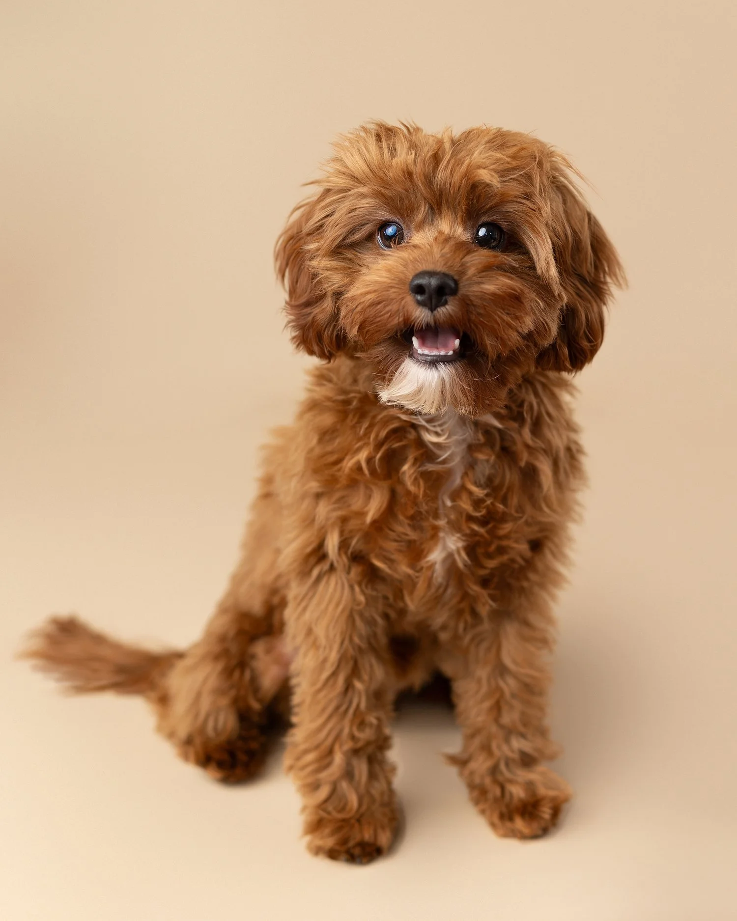 pet photography studio San Marino CA