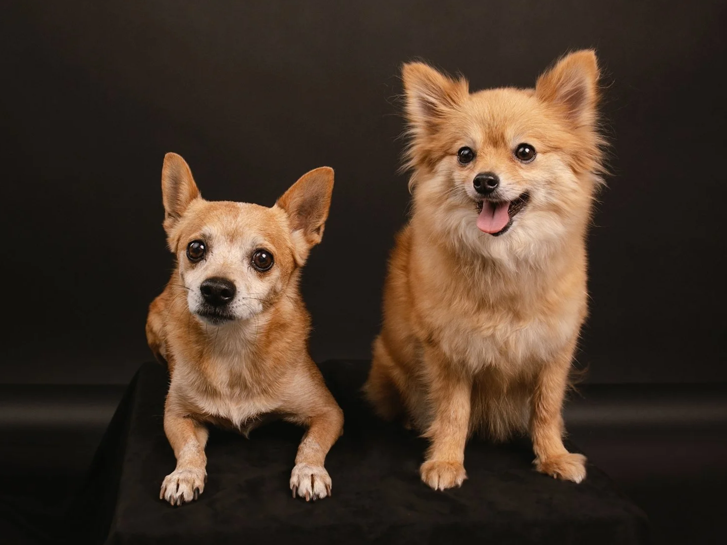 studio dog portrait San Marino CA
