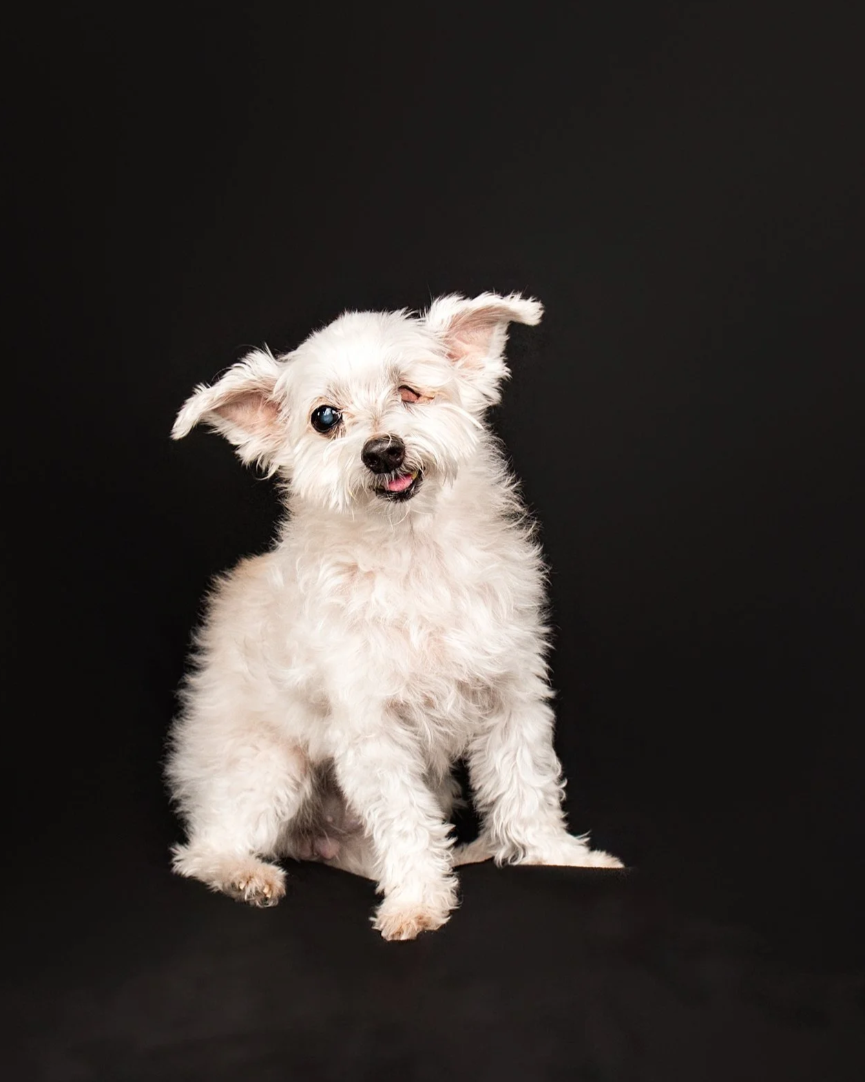 dog photographer Shinkfield Studio San Marino