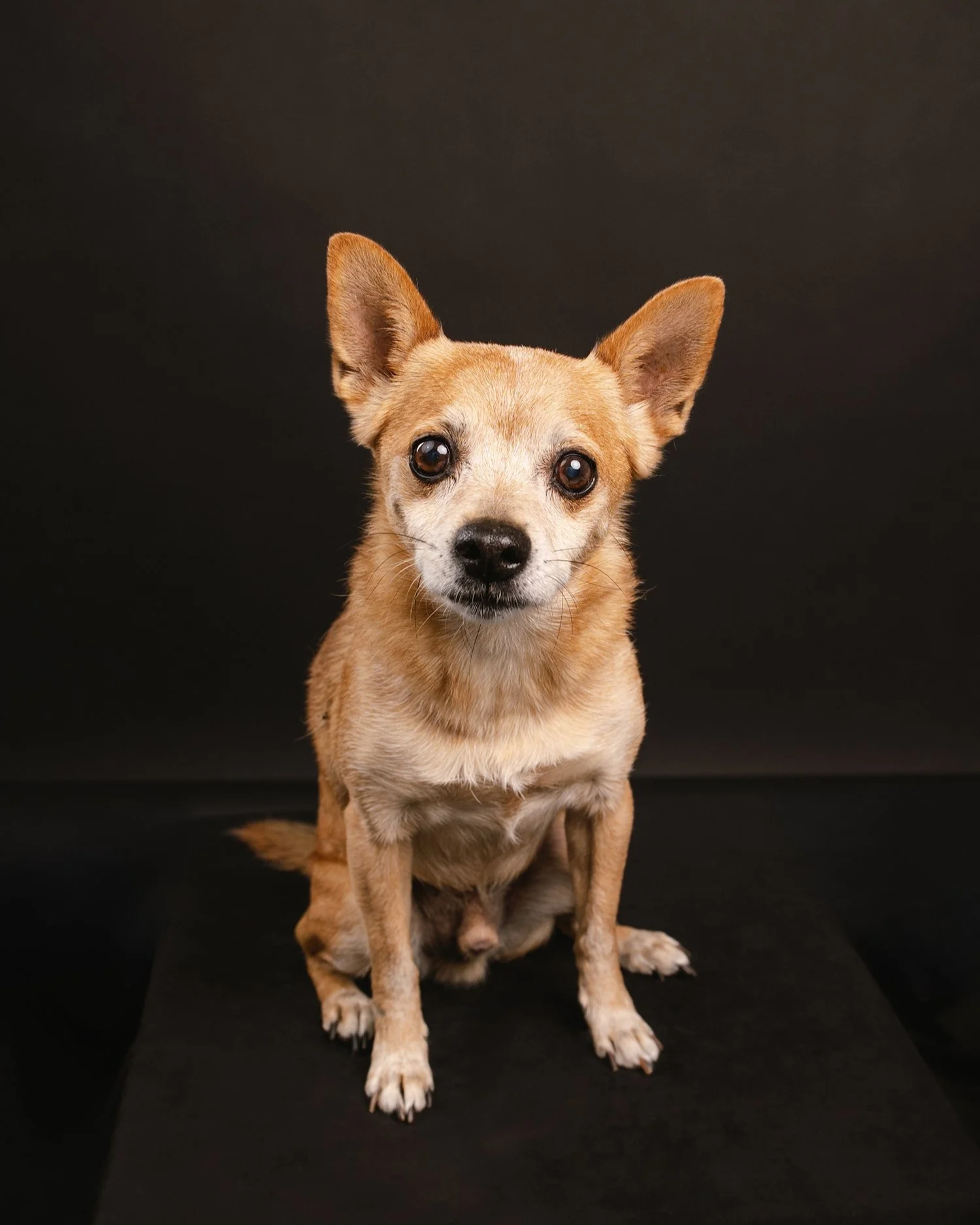 pet portrait studio San Marino CA