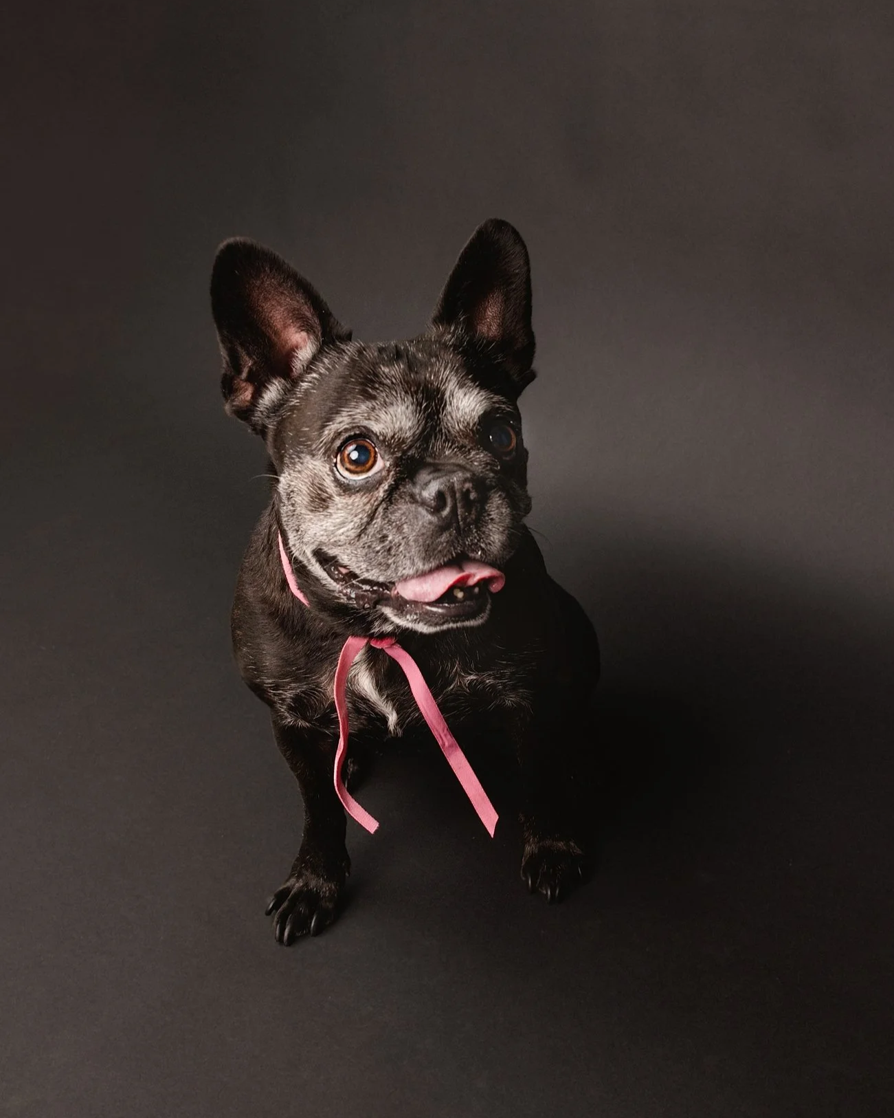 dog photography Altadena California