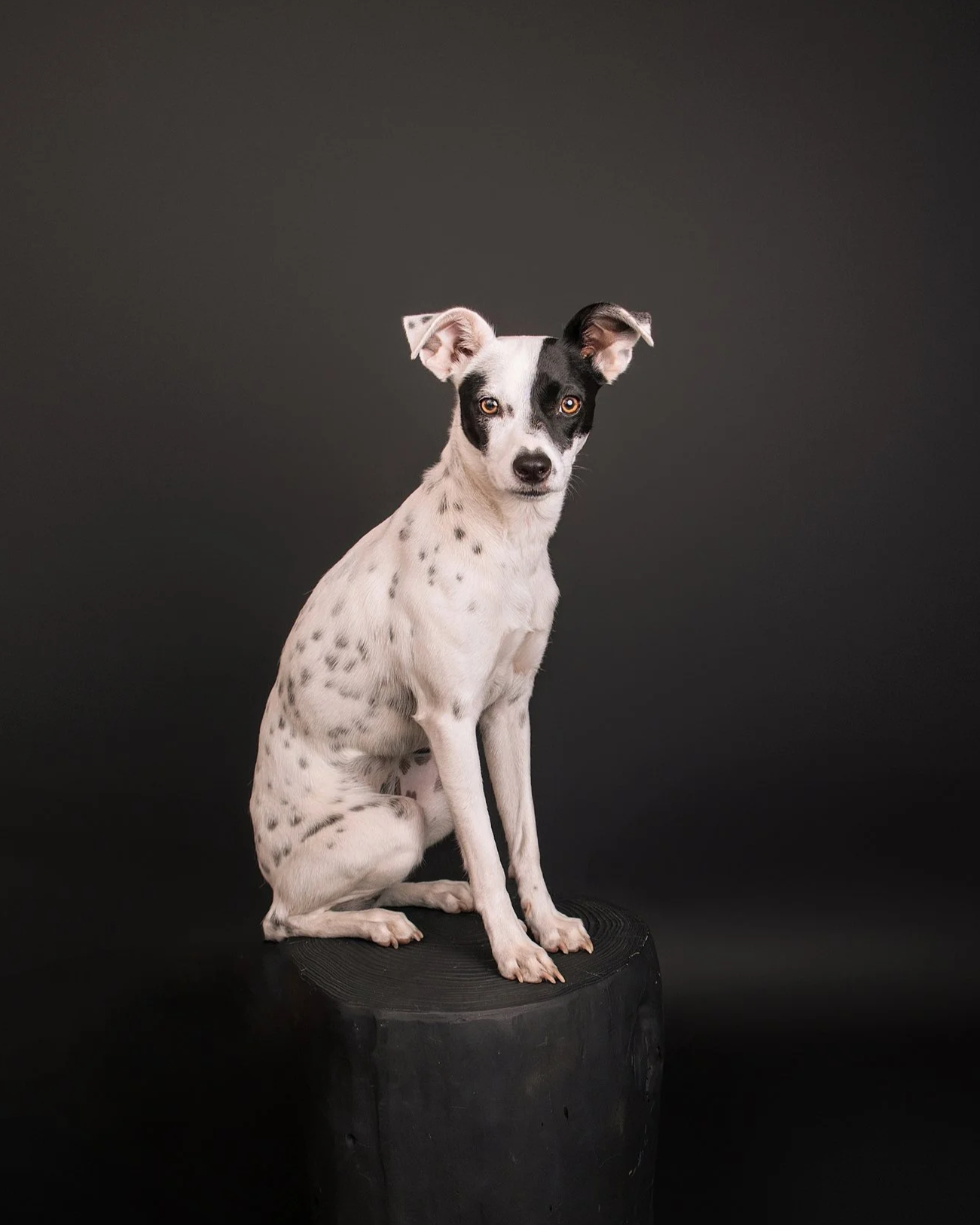 professional dog photos Arcadia CA