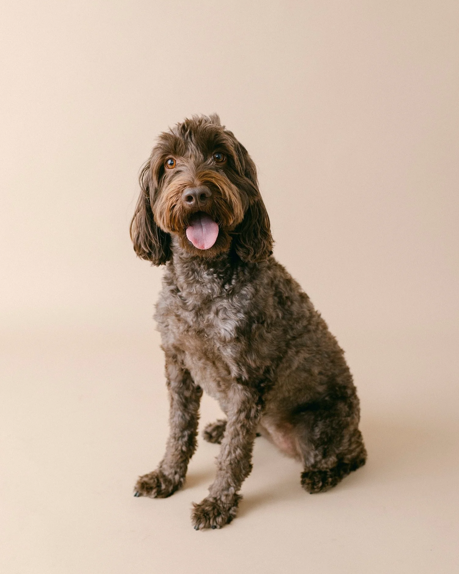 pet photography studio Los Angeles area