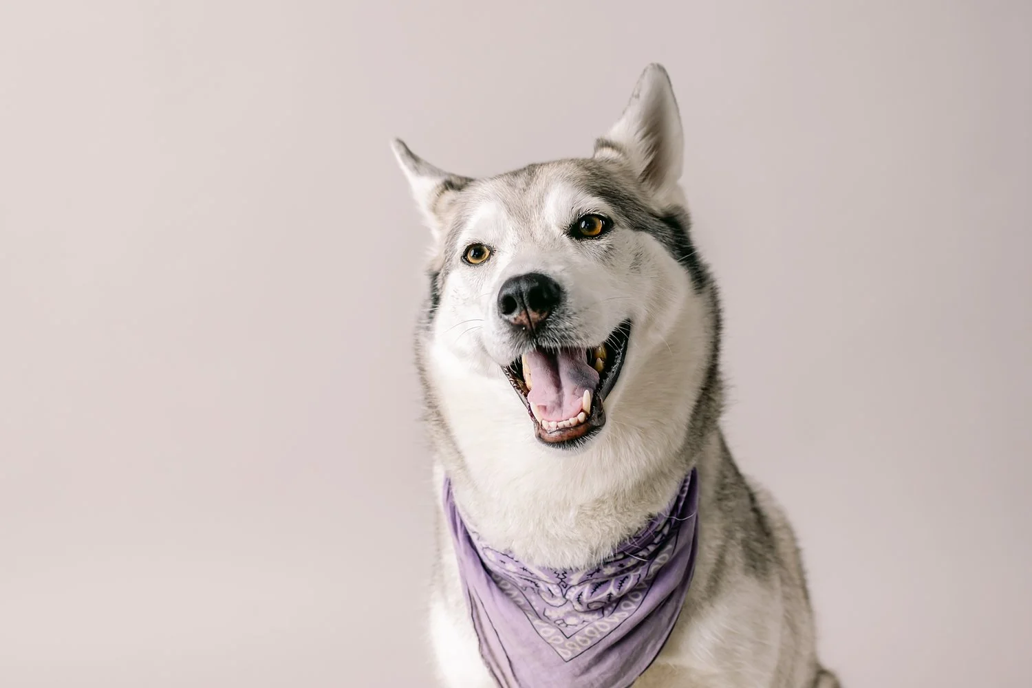 dog photographer San Marino California