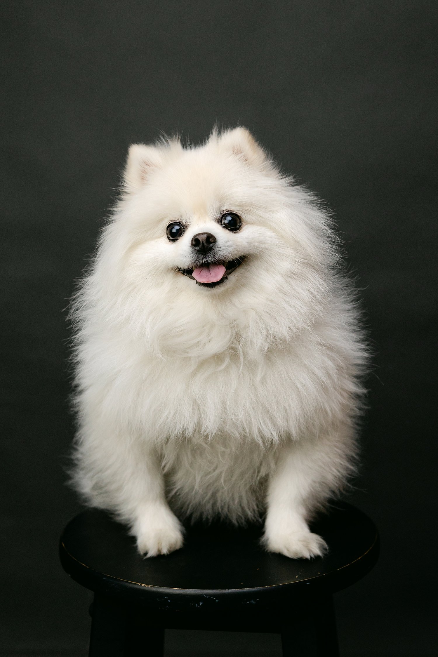 dog and owner portrait session Pasadena