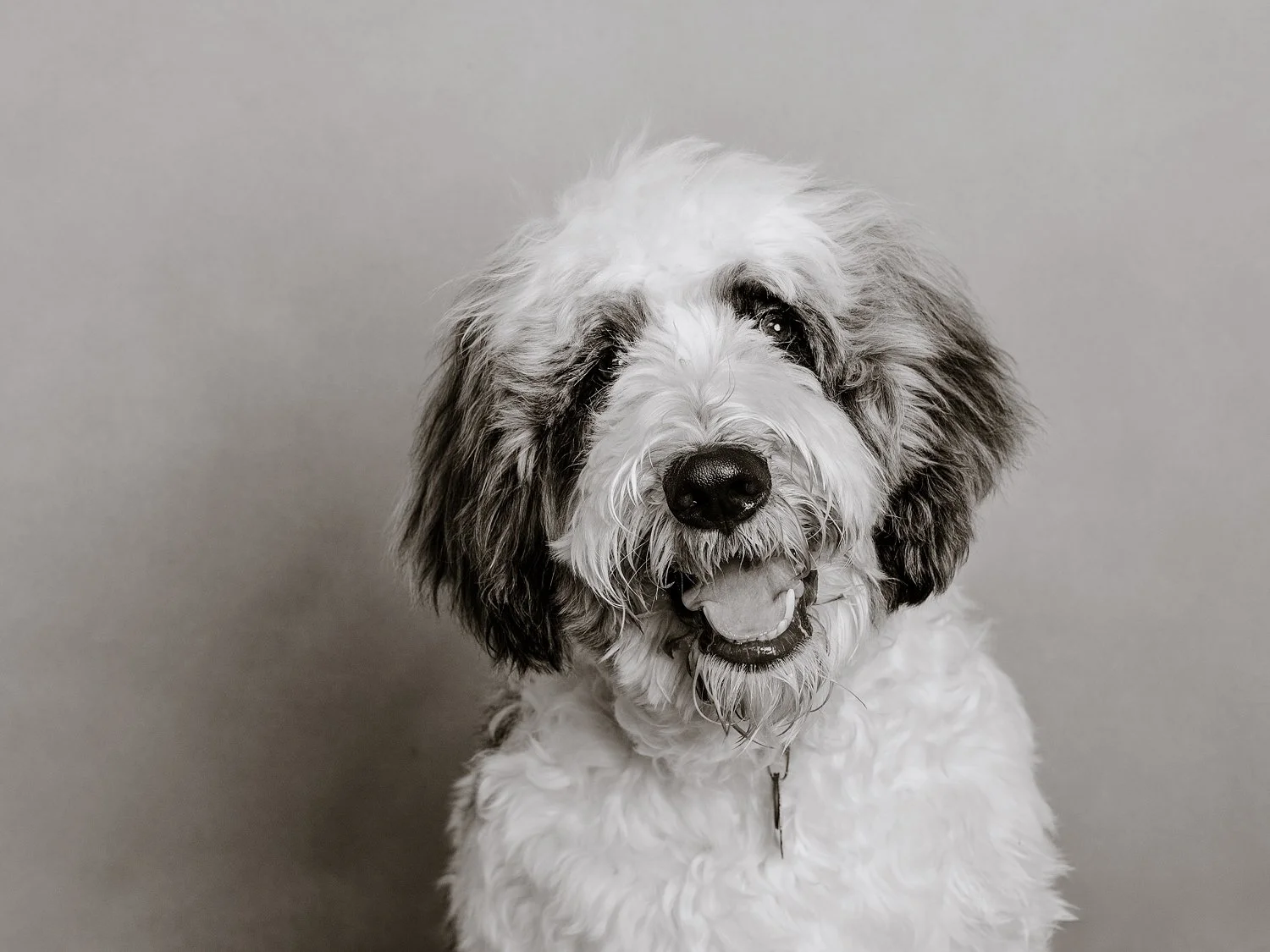 
dog portrait studio Arcadia CA