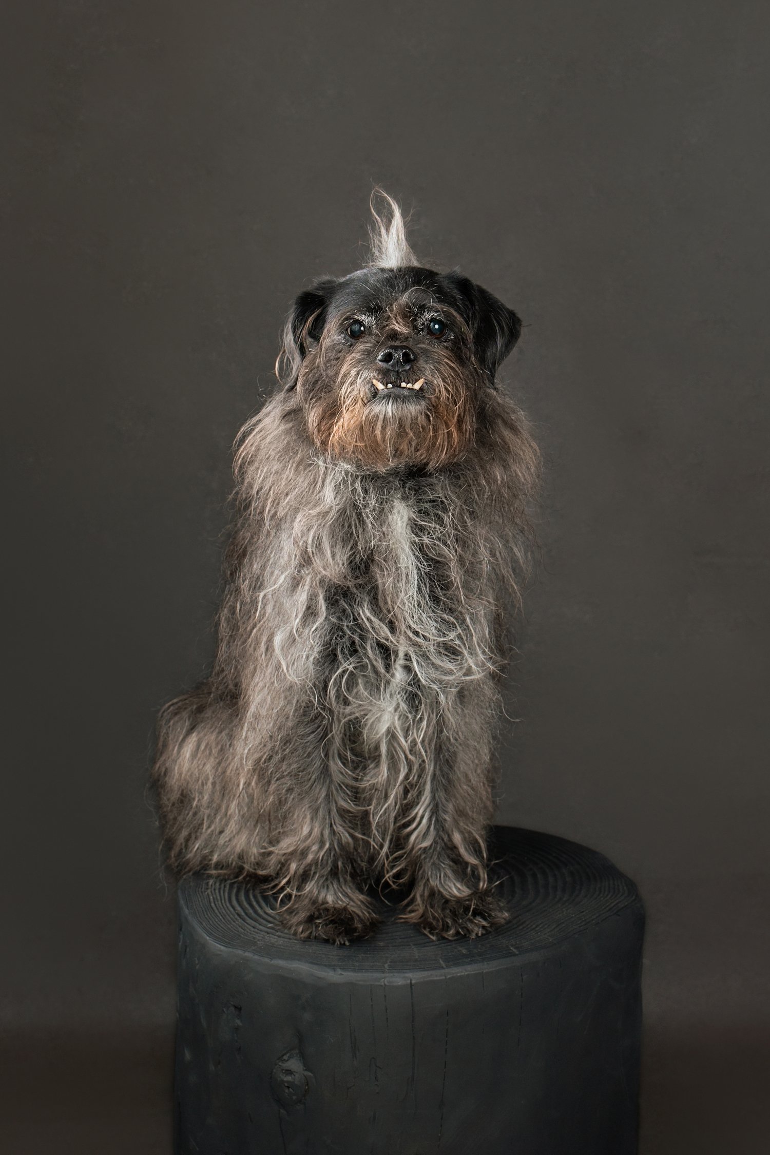 dog and owner portrait session Pasadena CA