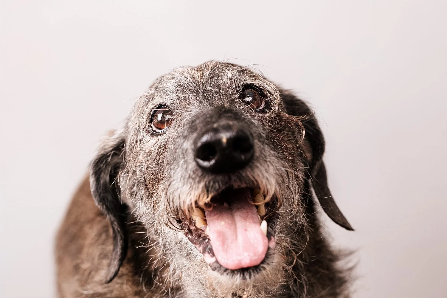 senior dog photography San Marino