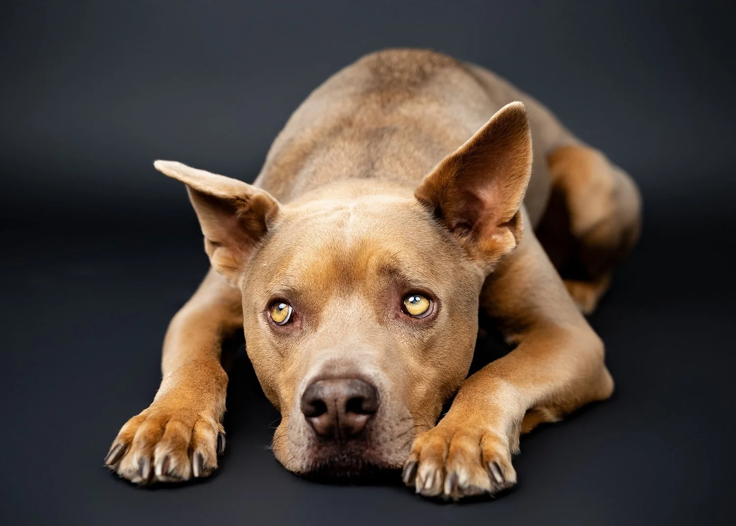 dog photographer Monrovia CA