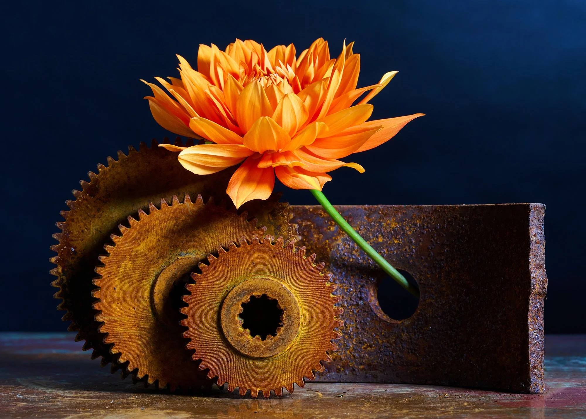 An orange dahlia flower resting on rusty gears and a rusty steel block against a dark background.