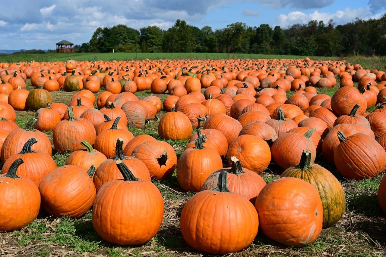 Numerous orange pumpkins scattered across a pumpkin patch field with trees and a small shelter in the background on a partly cloudy day.
