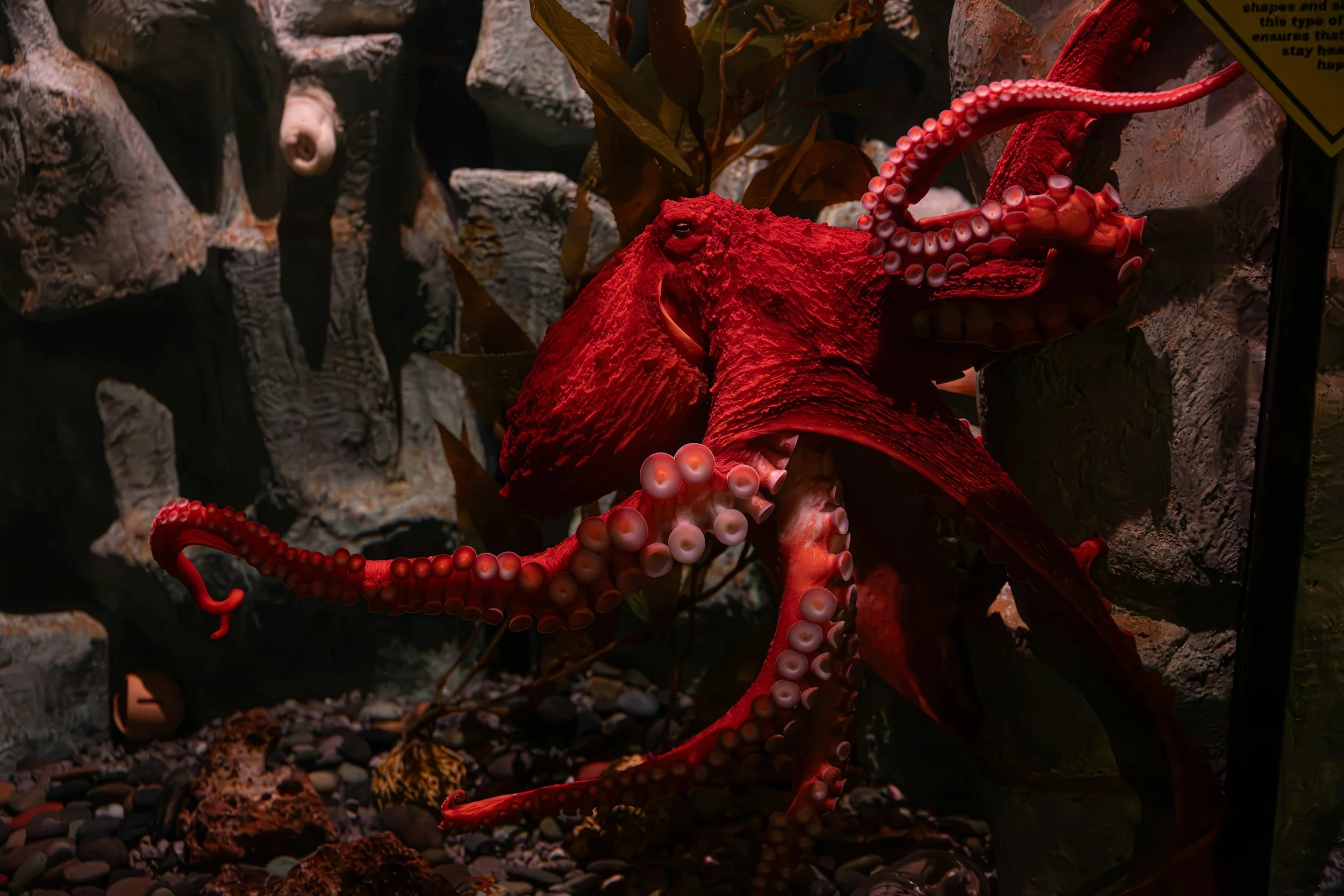A red octopus with its tentacles extended, displayed against a rocky background.