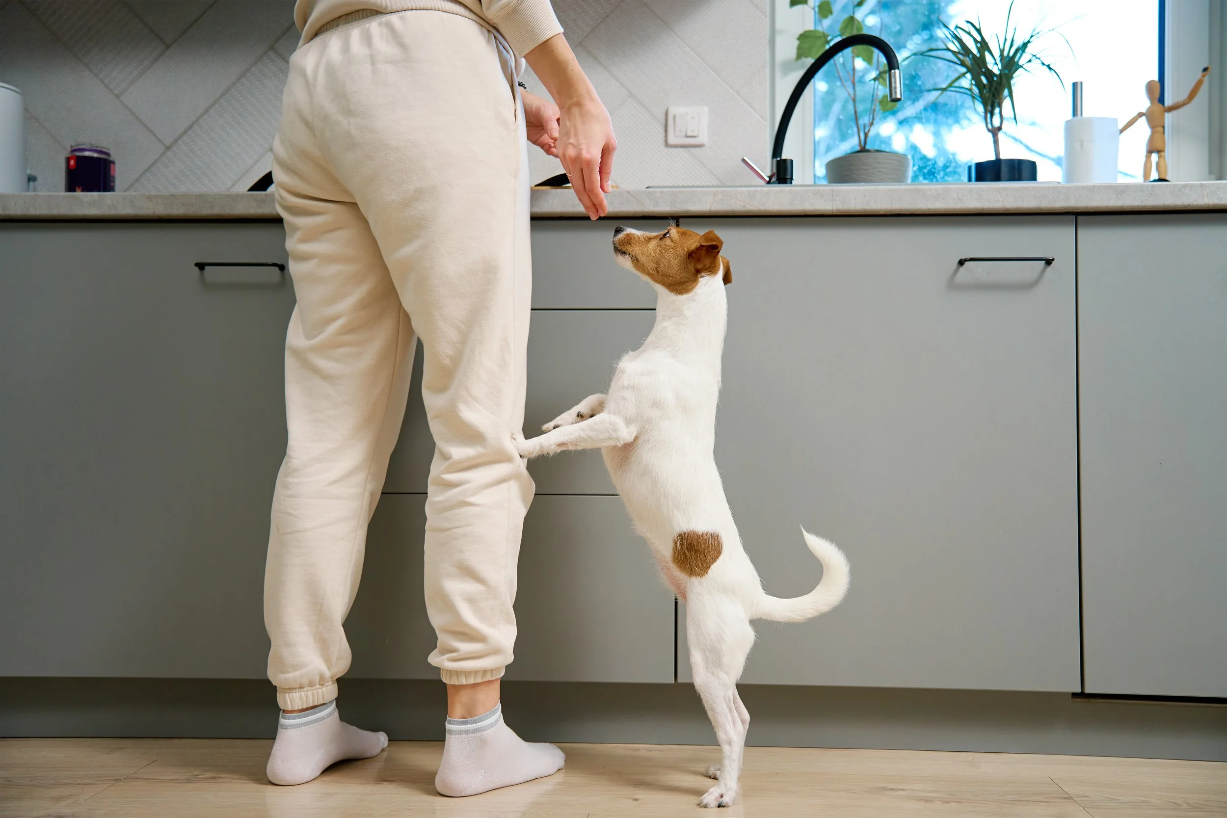 dog sniffing pet sitter's hand