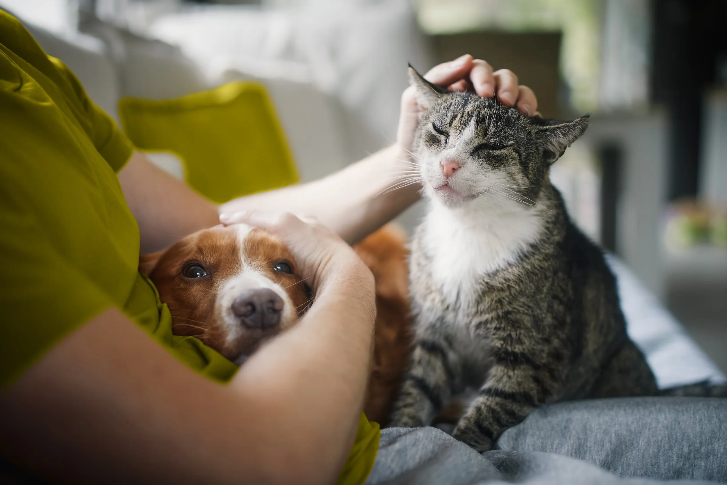 Dog and cat pet by pet sitter