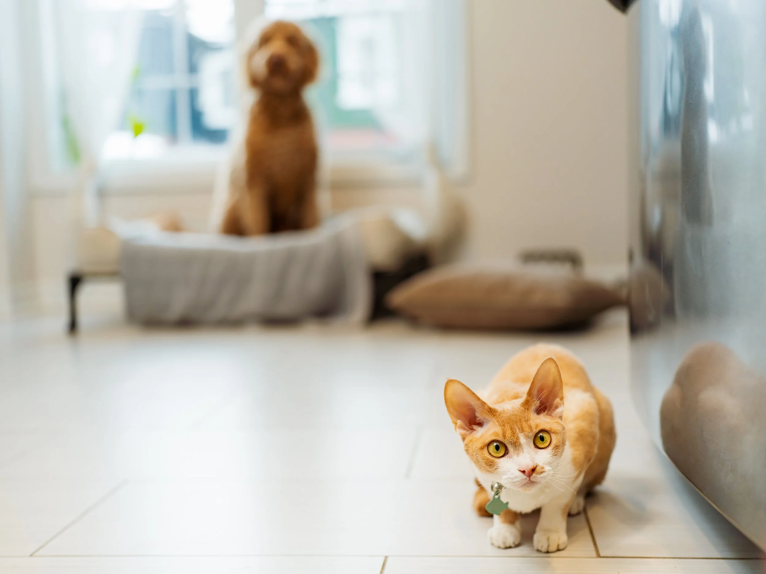 cat looking at camera dog in background