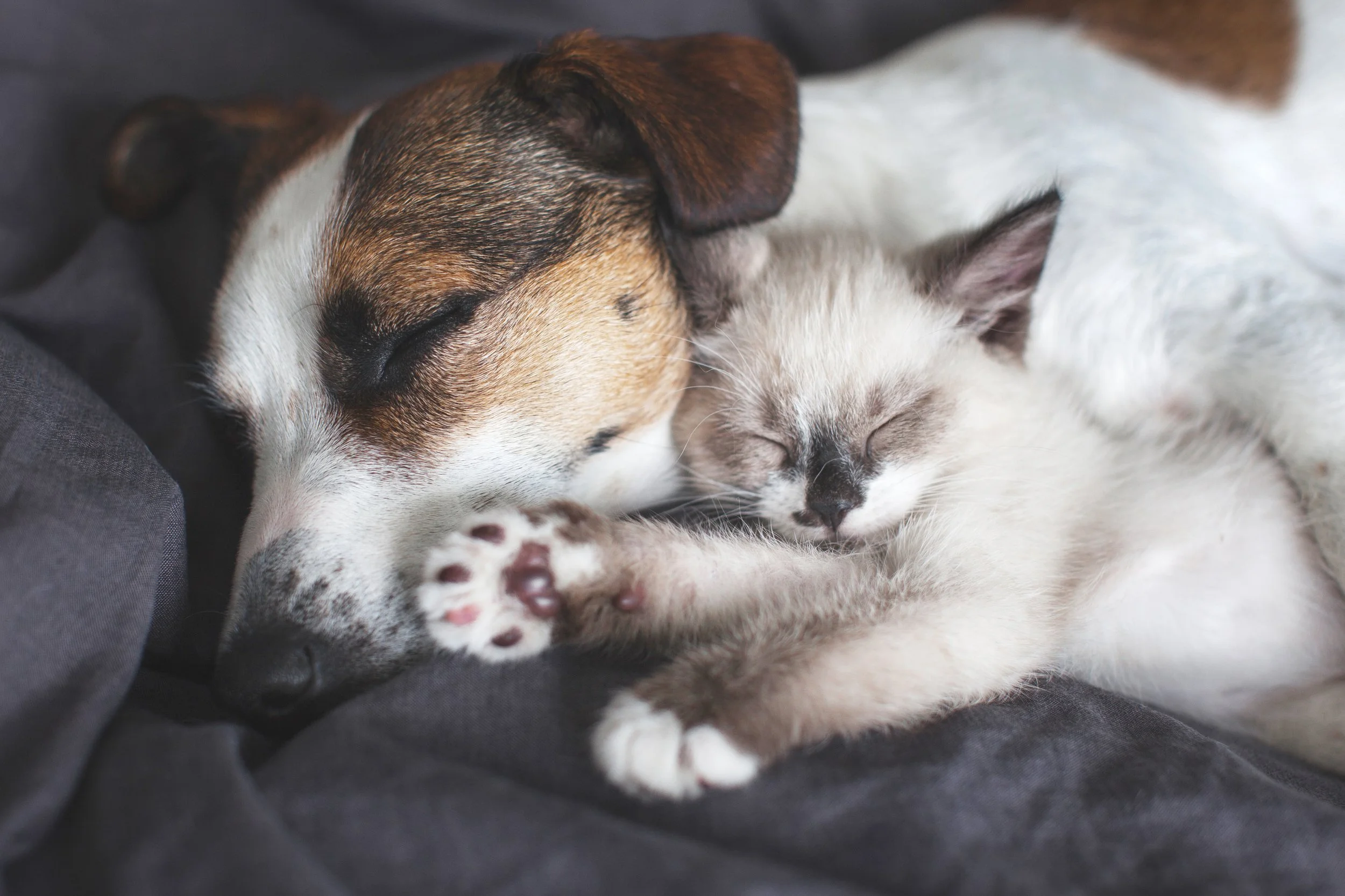 dog and cat sleeping together
