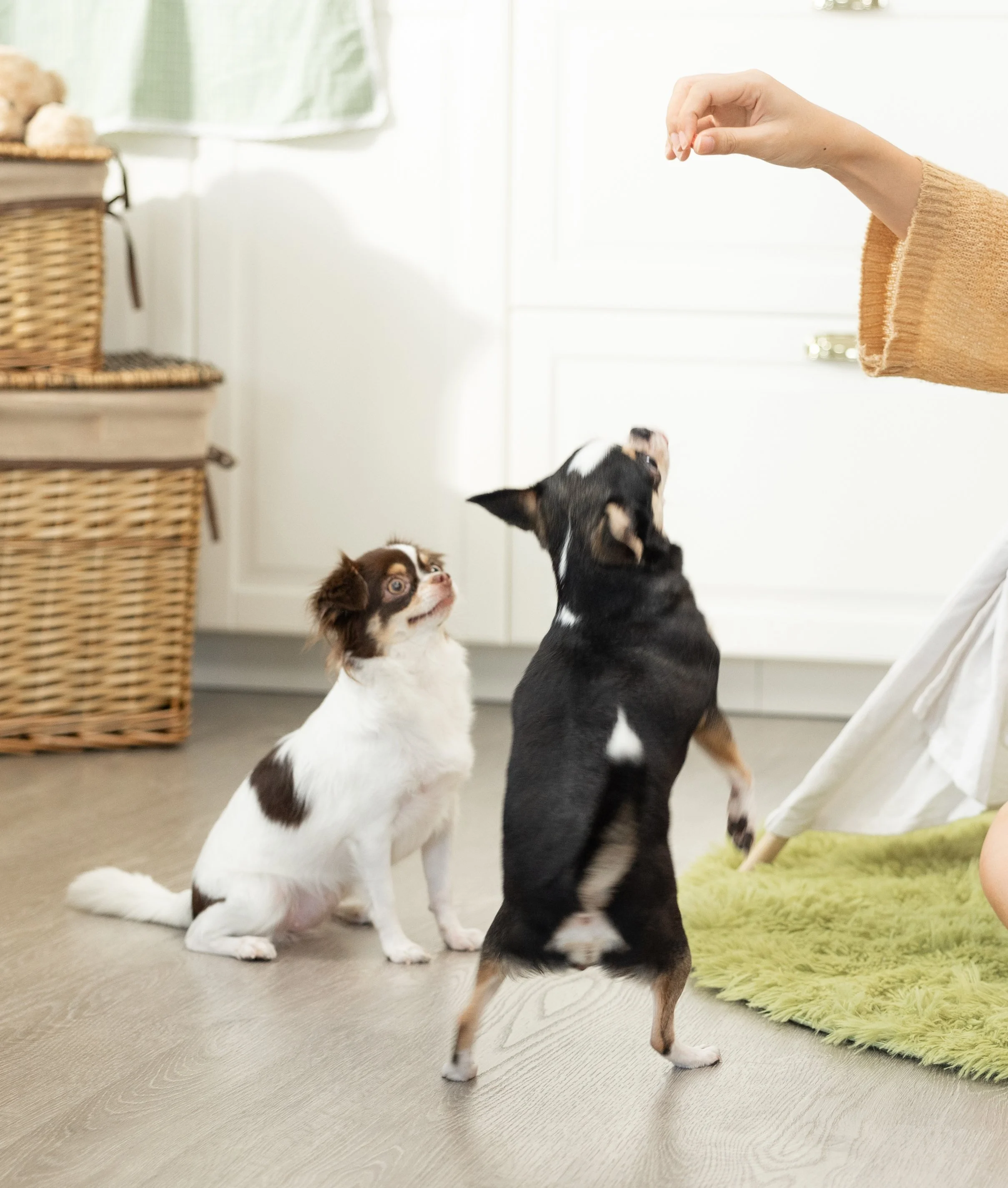 two small dogs being fed pet treats