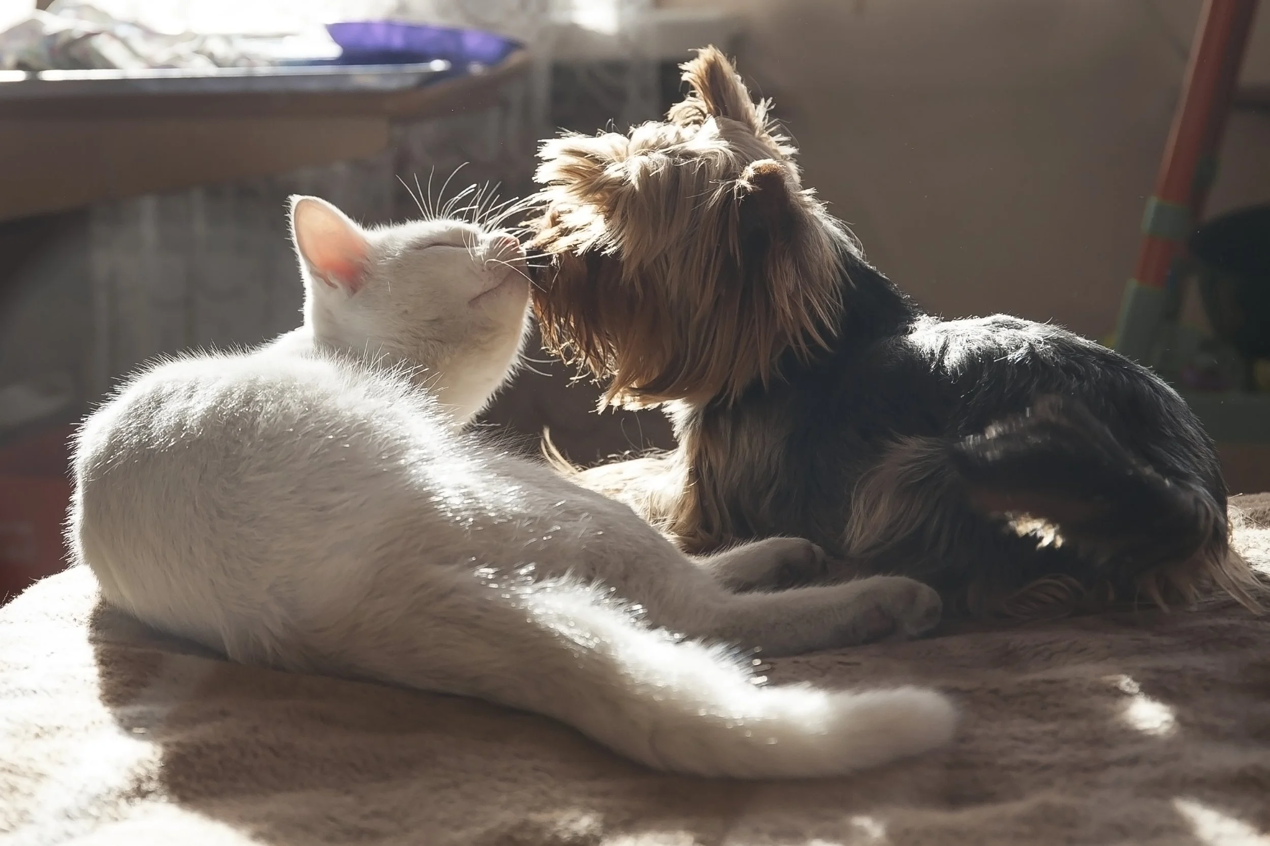 dog sniffing cat's face