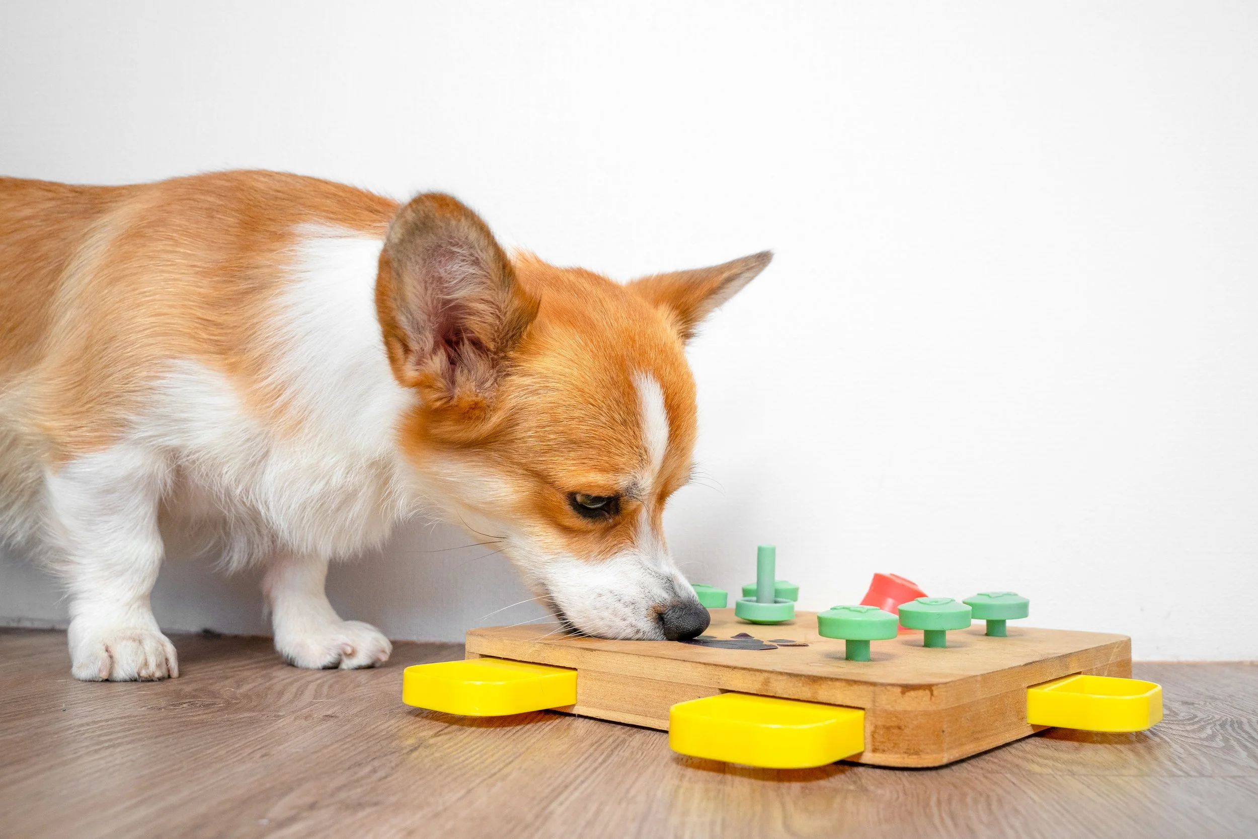 dog playing with puzzle game