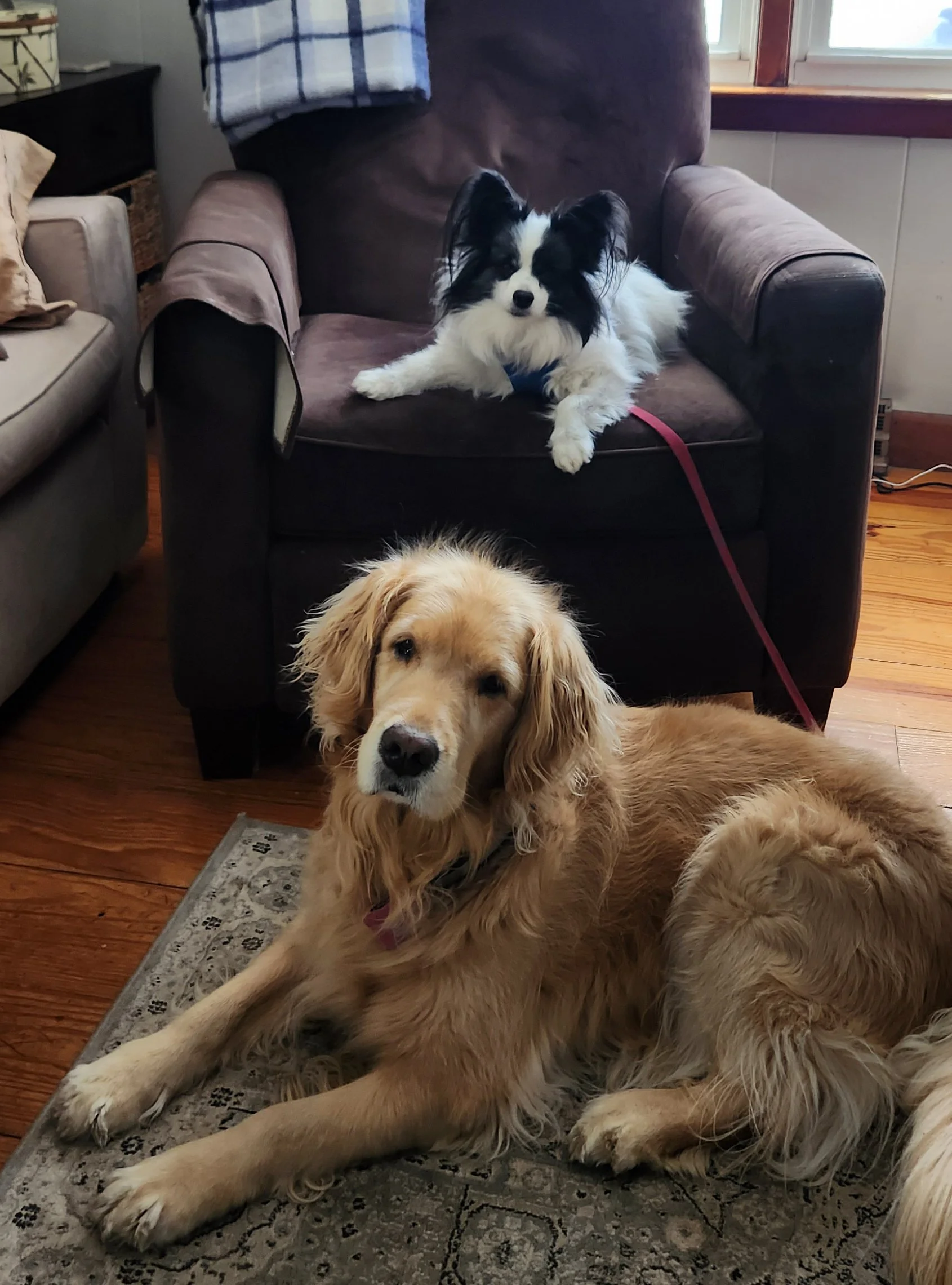 A black and white Papillon dog lying on a brown armchair, with another dog, a golden retriever, sitting on the floor in front of it. The room has wooden flooring and a window with white trim in the background.