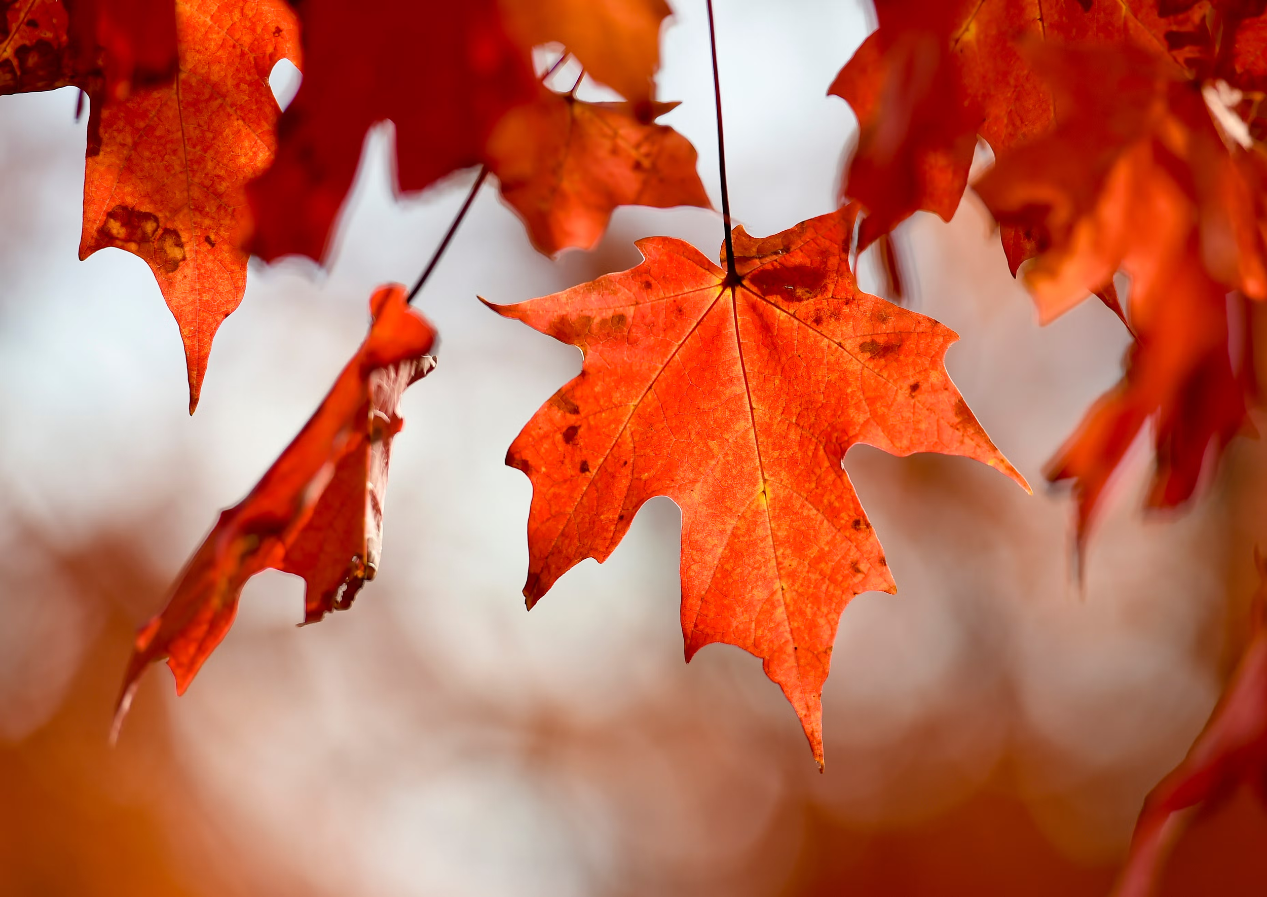 fall leaves celebrate the equinox