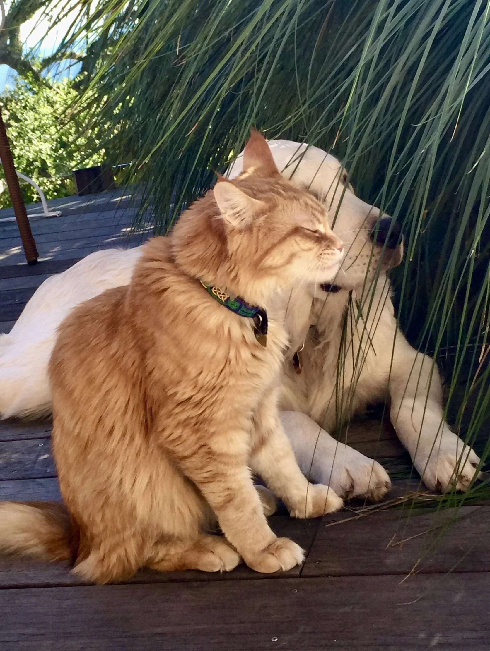 Monday Wisdom Circle: The Wisdom of Dogs & Cats, Part 2