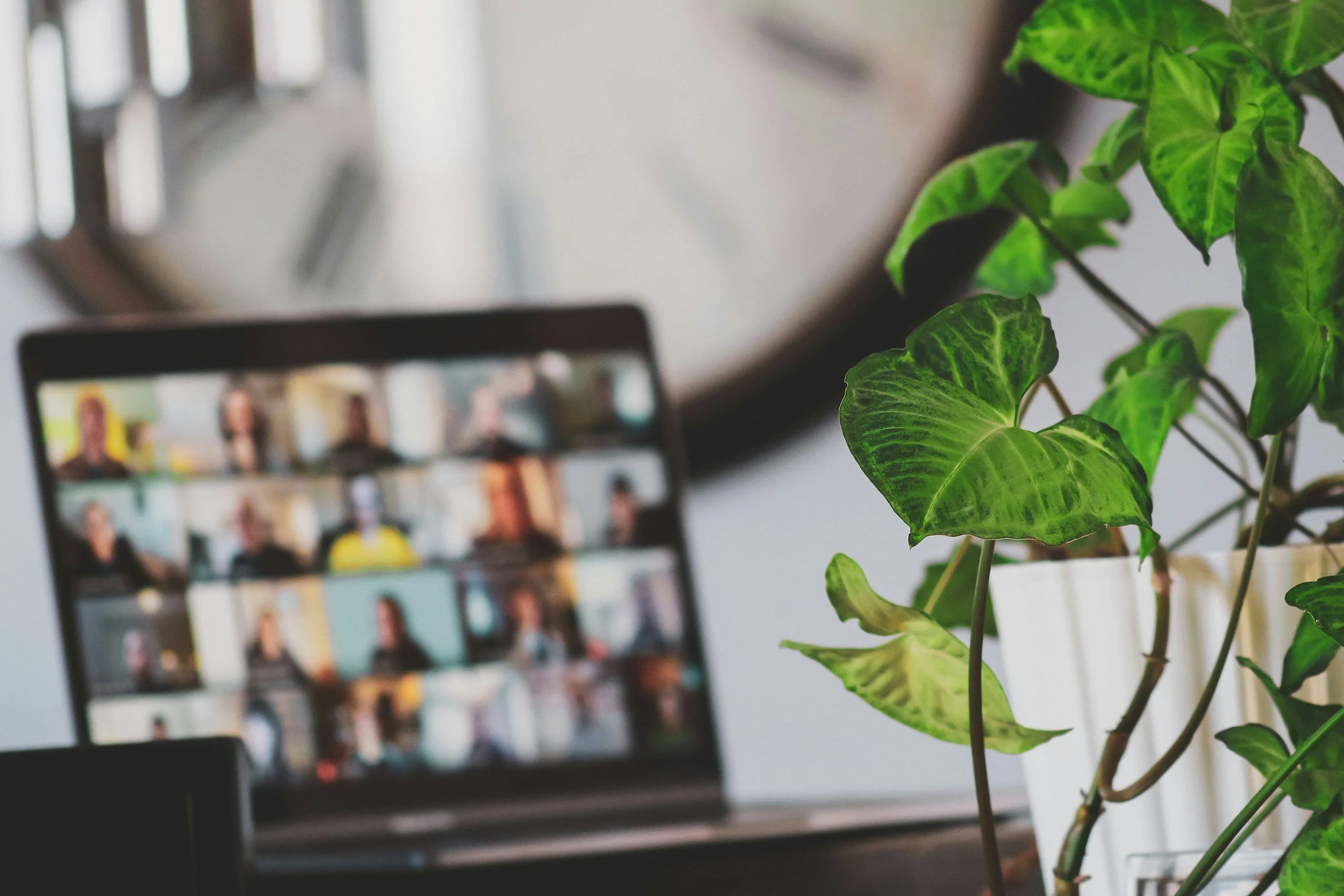 A potted plant with green leaves in focus on a desk next to a blurry laptop showing a video call with multiple people.