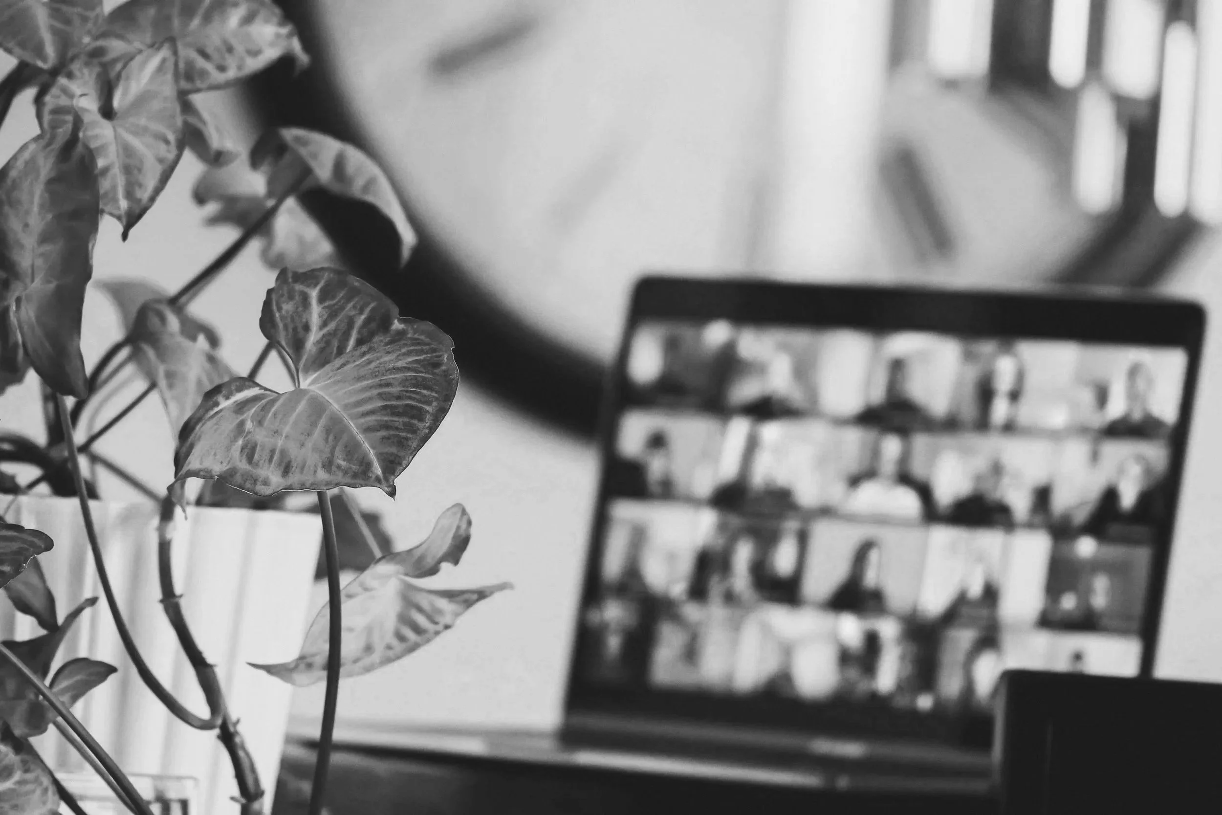 A plant with large textured leaves in the foreground, with a blurred laptop screen displaying a grid of video call participants in the background.