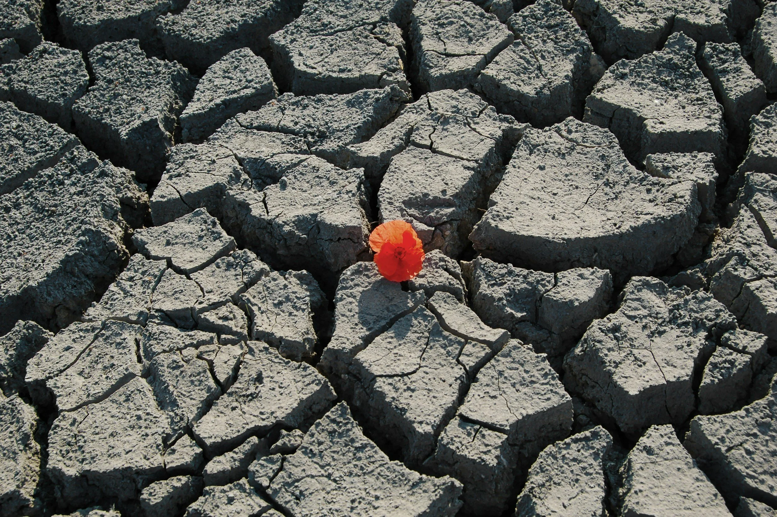 flower in a drought cracks