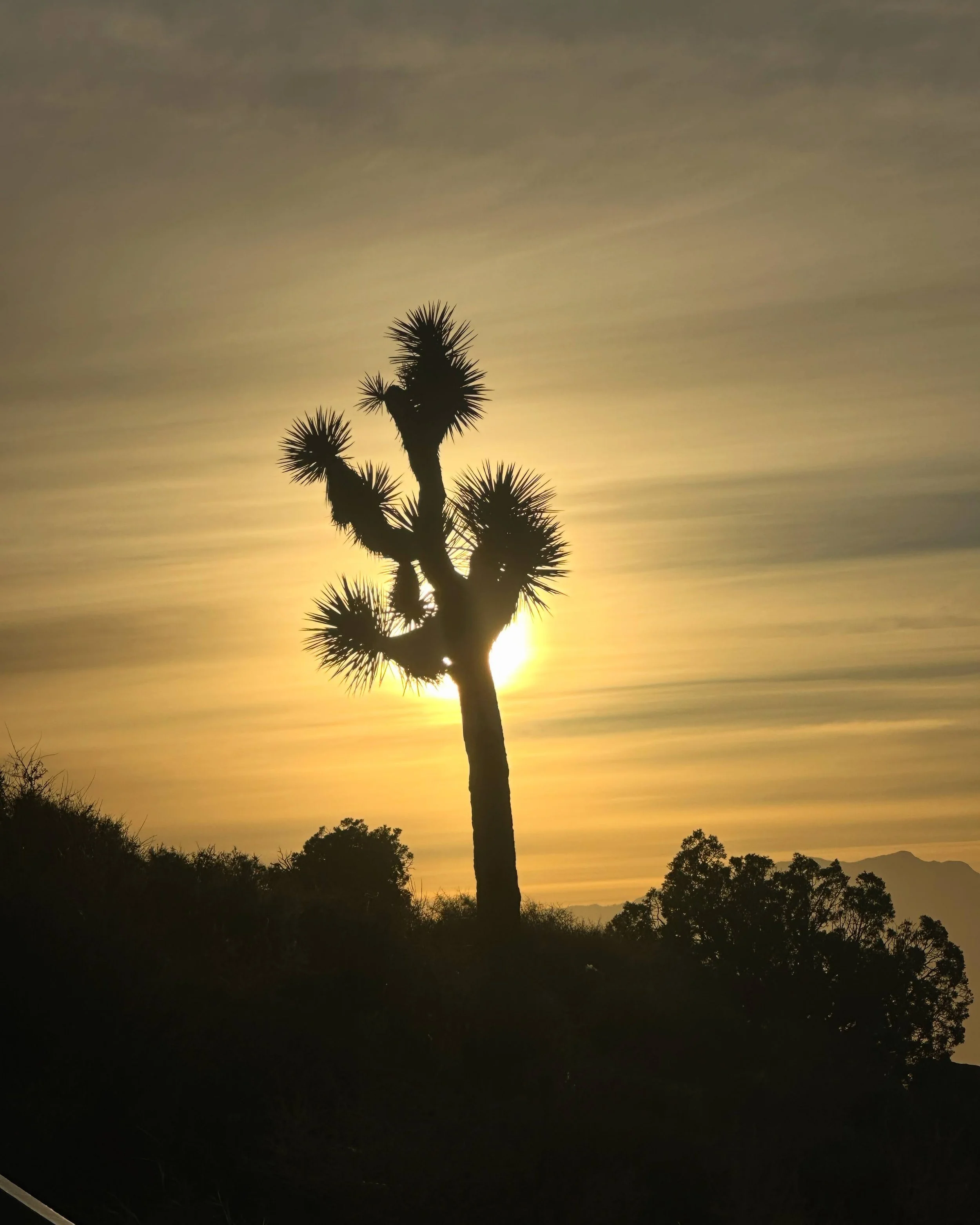 Yucca tree backlit by the sun on a hazy afternoon near Keyes Point, CA