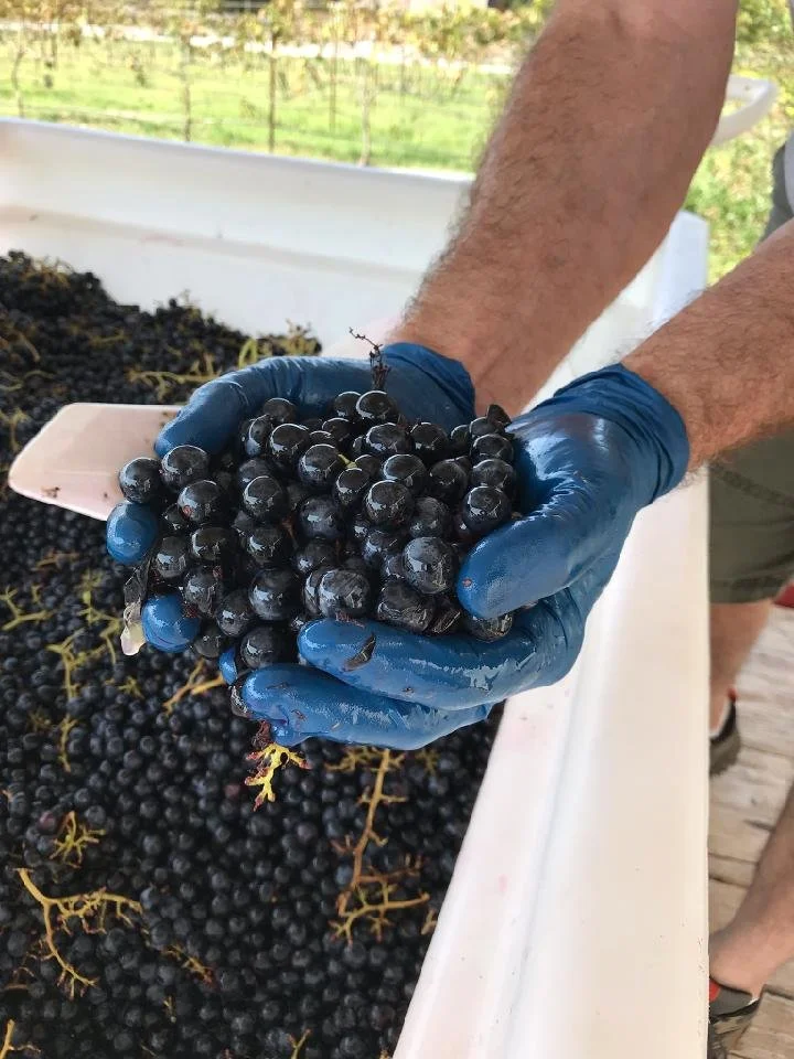 Chambourcin grapes at harvest