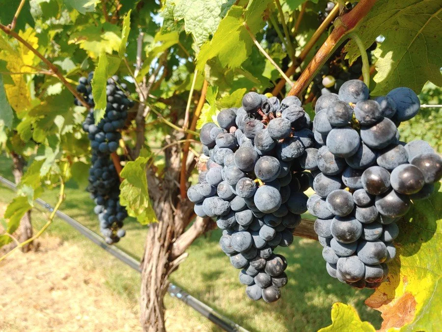 Chambourcin in the vineyard