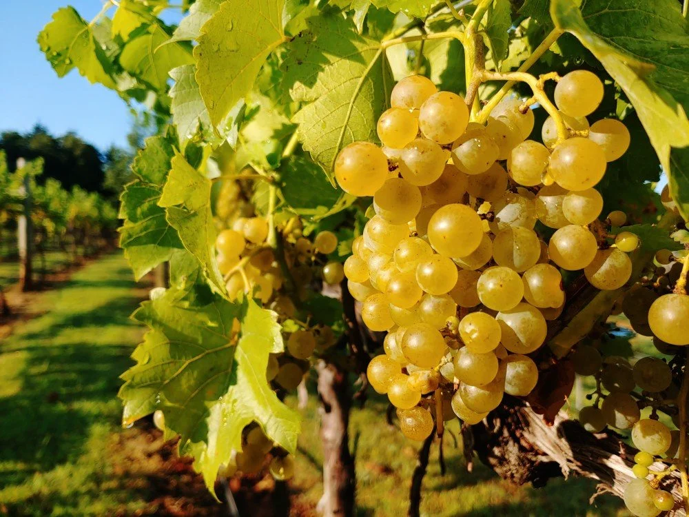 Seyval blanc in the vineyard