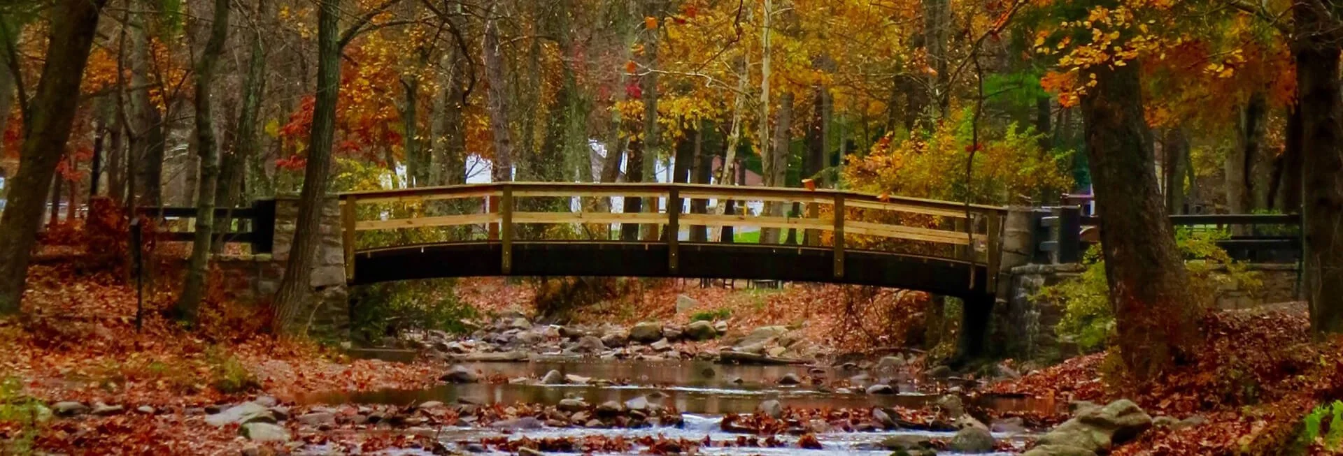 Exploring the Natural Beauty of Michaux State Forest, PA 