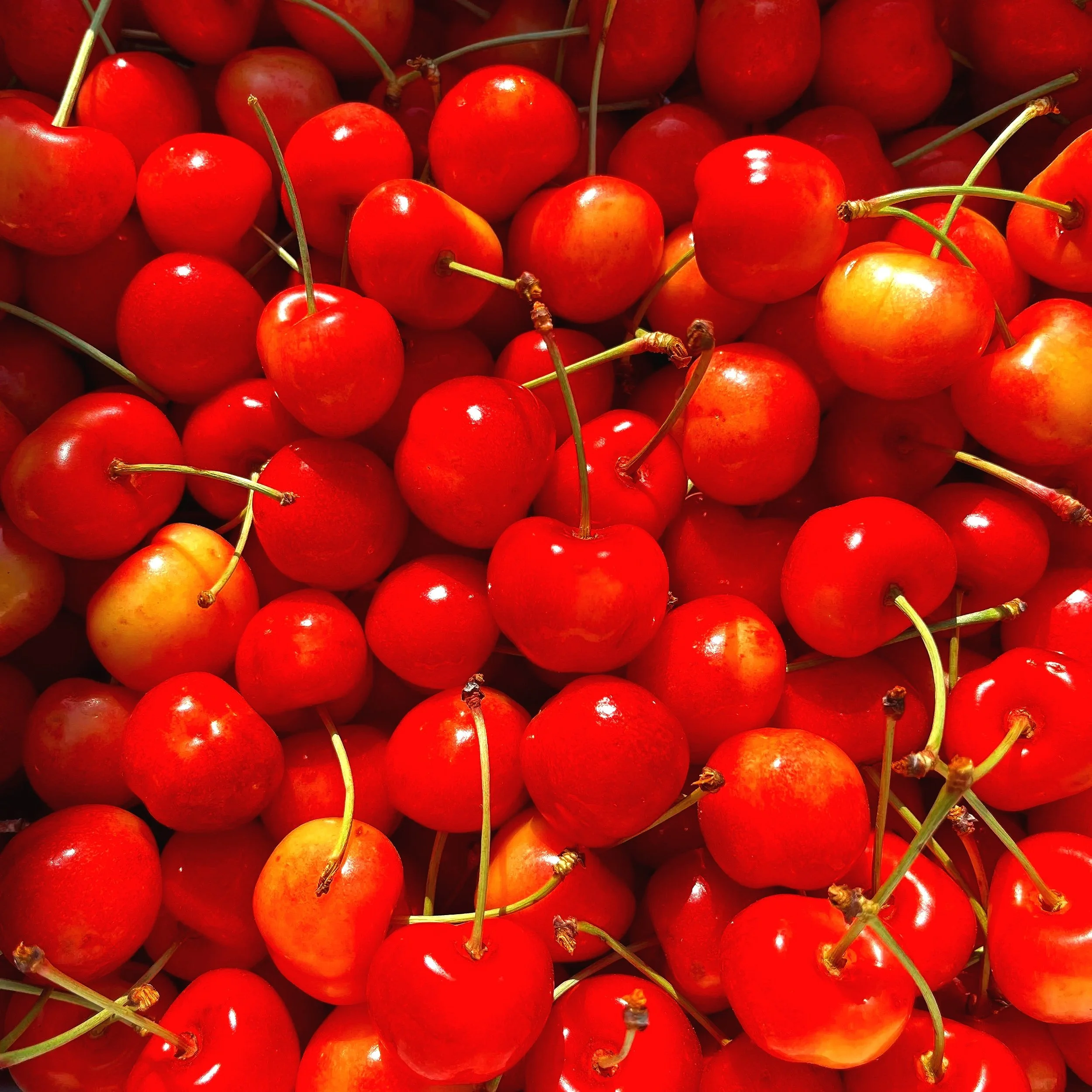 Close-up of red cherries with green stems.