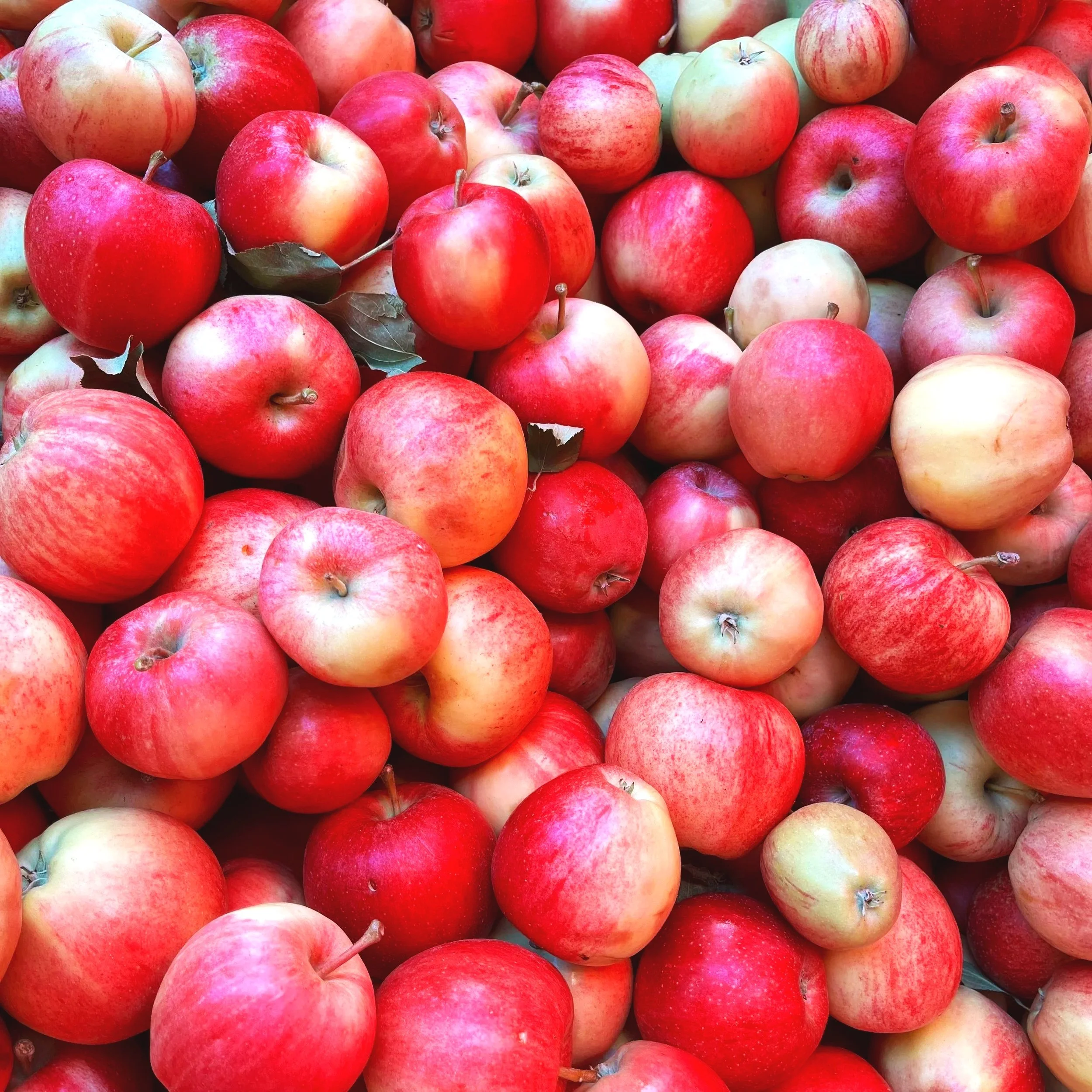A close-up view of a pile of red and yellow apples.