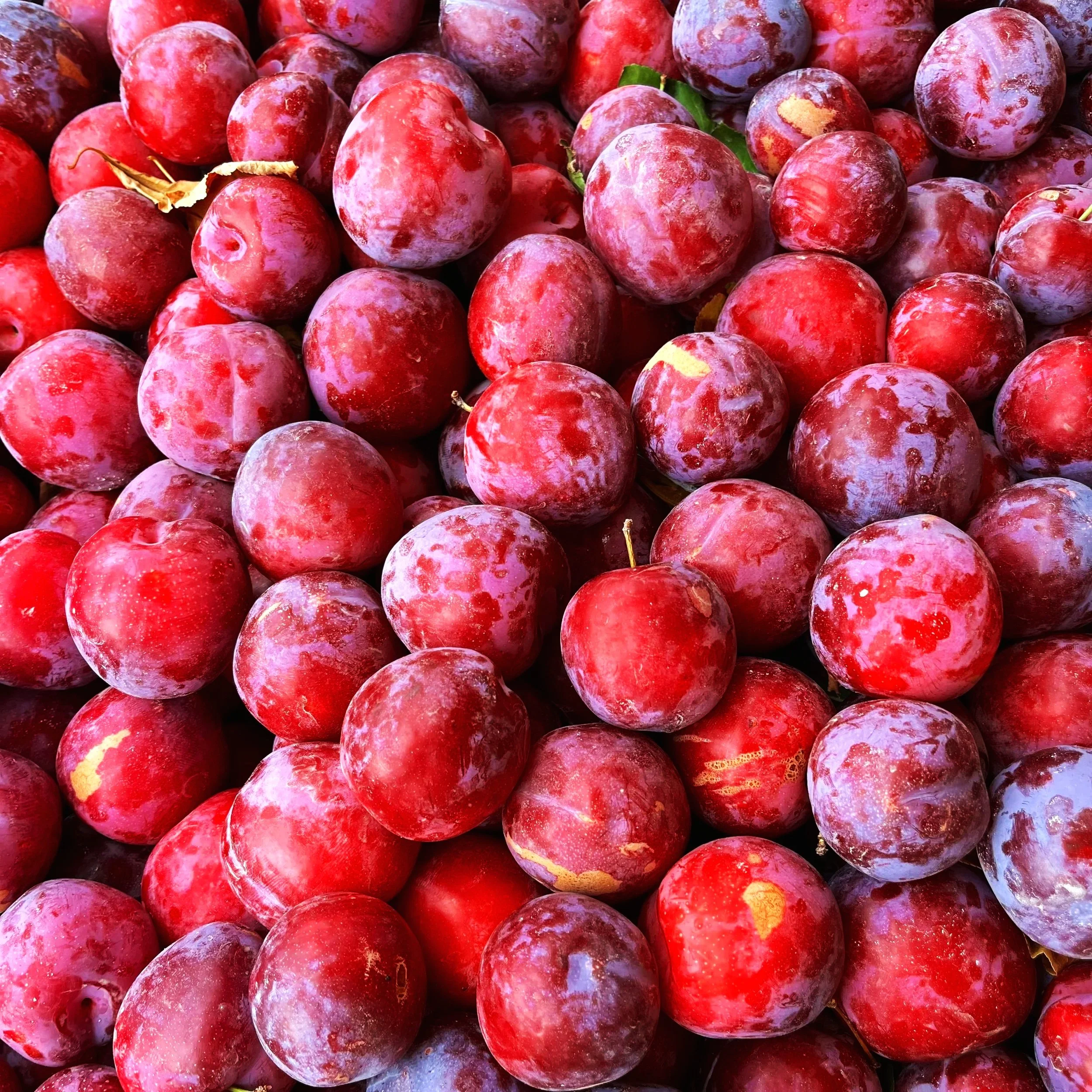 Close-up of a large pile of red grapes, some with a dusty or frosted appearance.