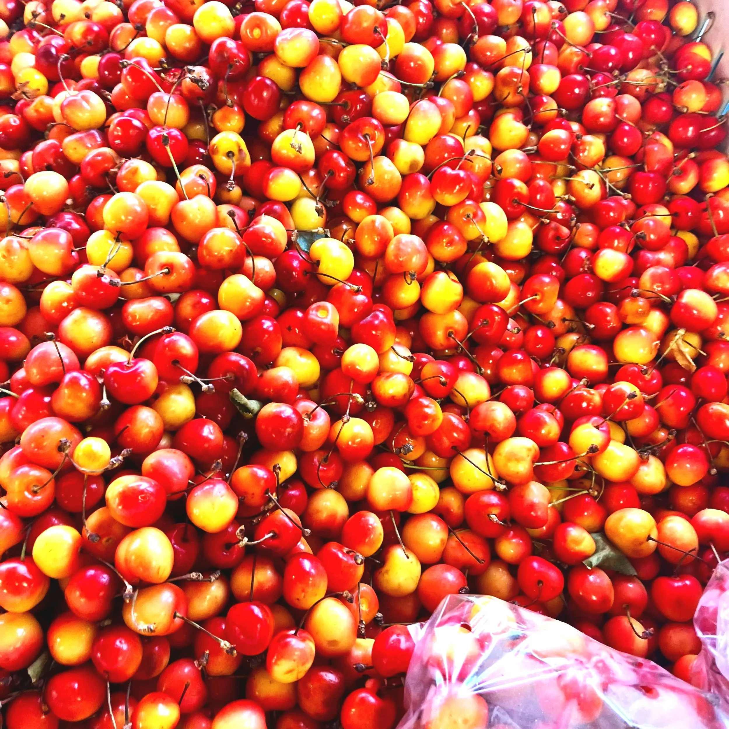 A large pile of red and yellow cherries at a market or fruit stand.