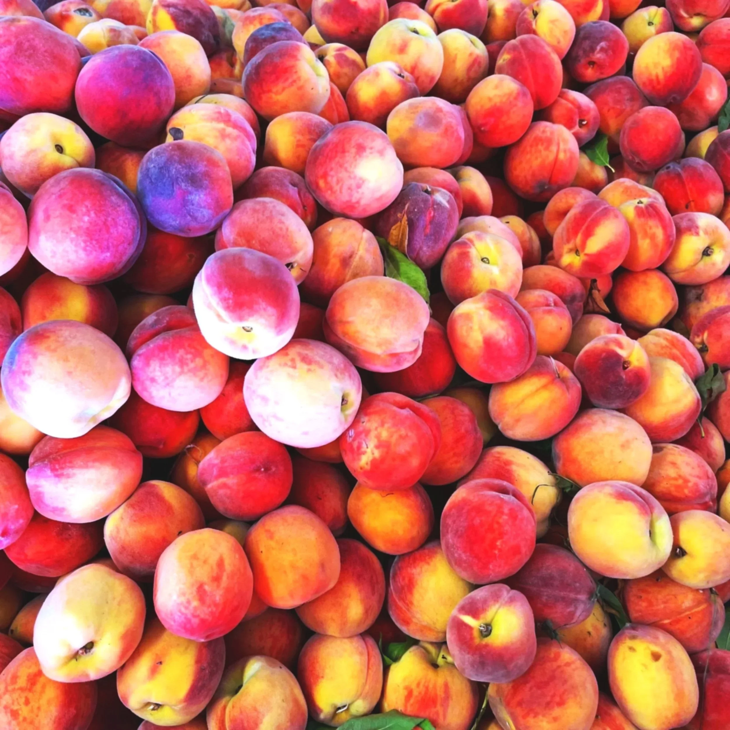 A large pile of fresh peaches with a mix of pink, yellow, and orange hues, some with green leaves attached.
