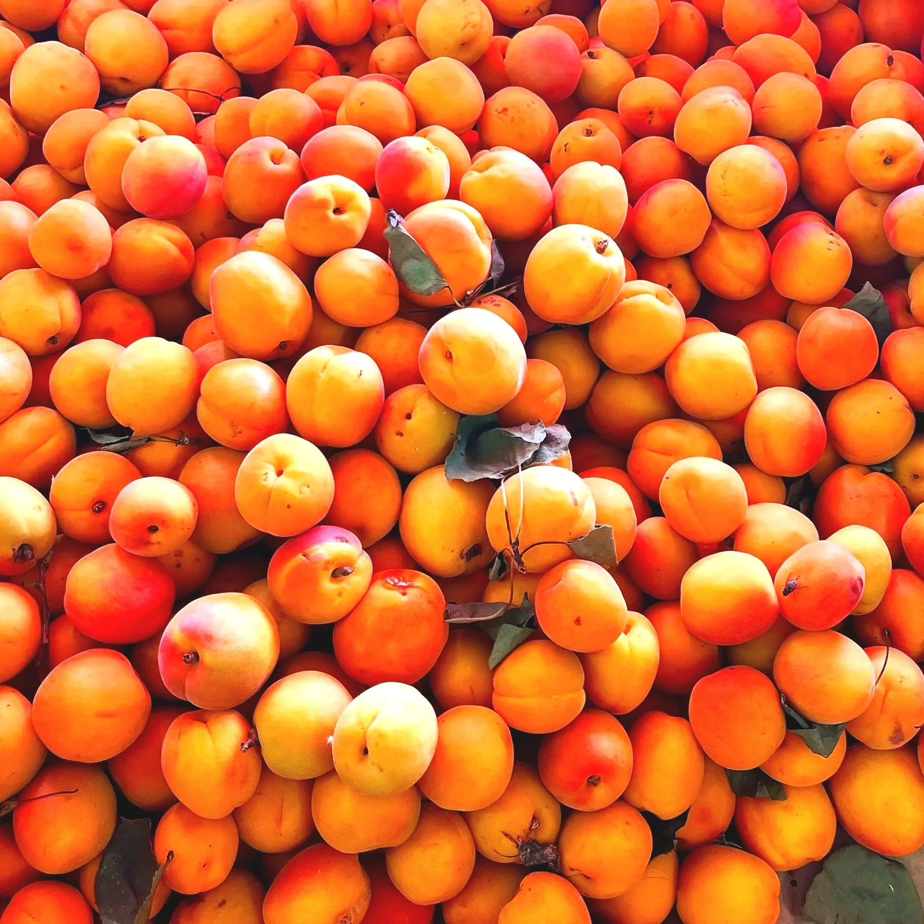 A large pile of small, round, orange and yellow apricots with a few green leaves scattered throughout.