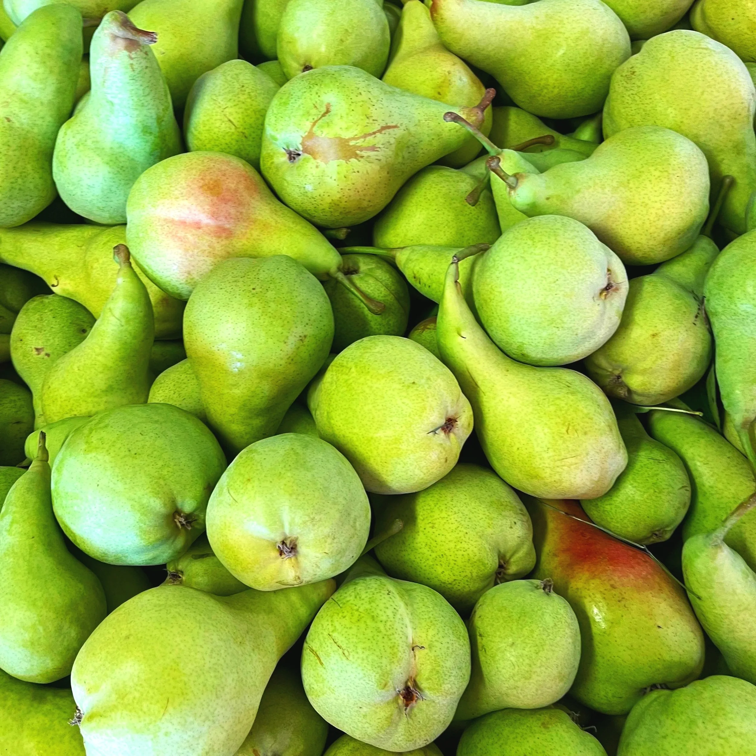 A bunch of green pears piled together.