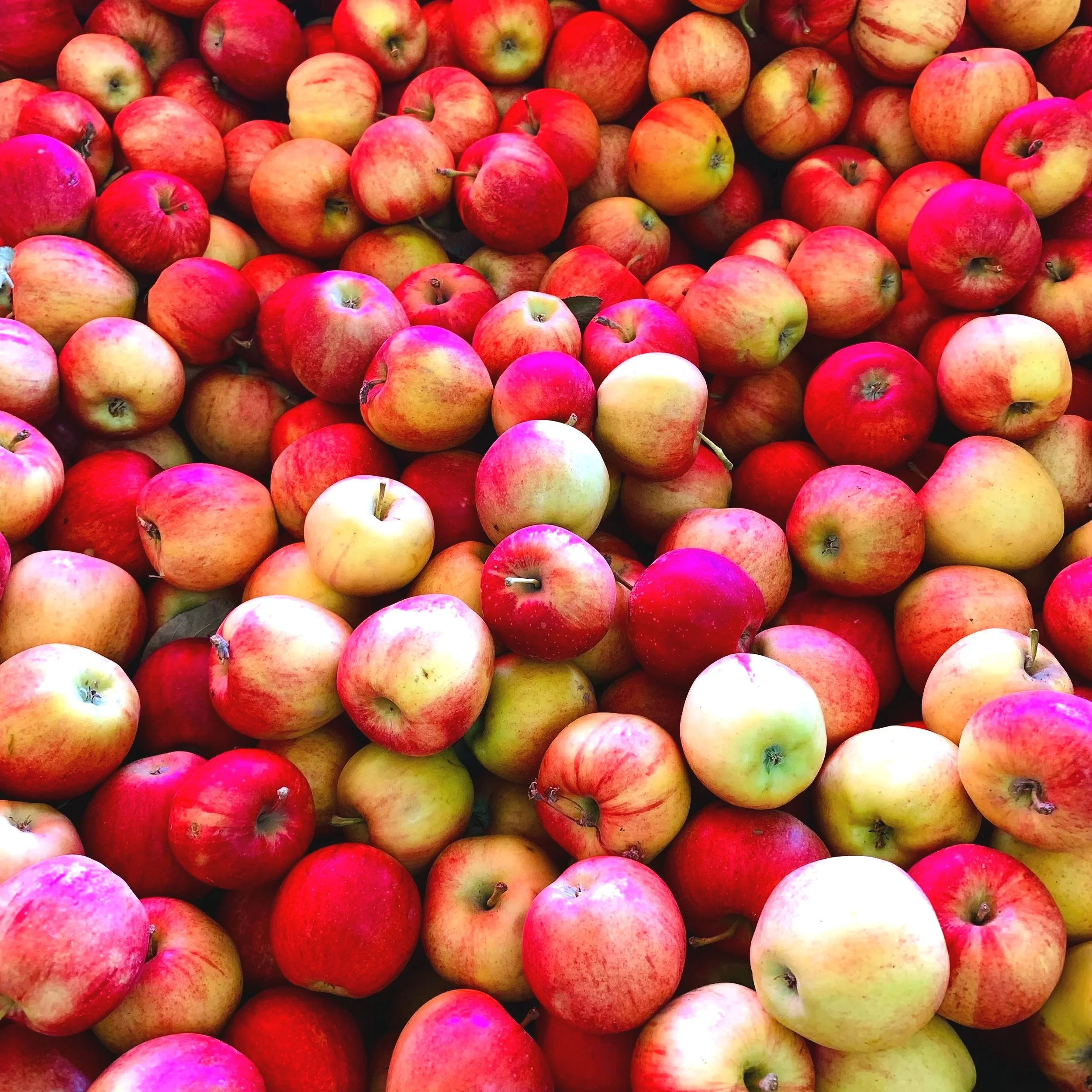 A large collection of red and yellow apples stacked together.