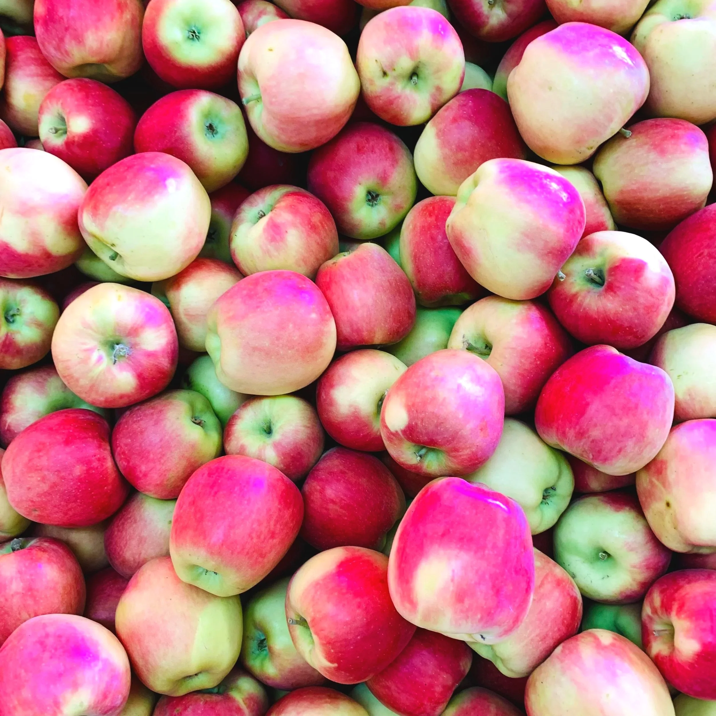 Close-up of numerous apples with red, pink, and green hues.
