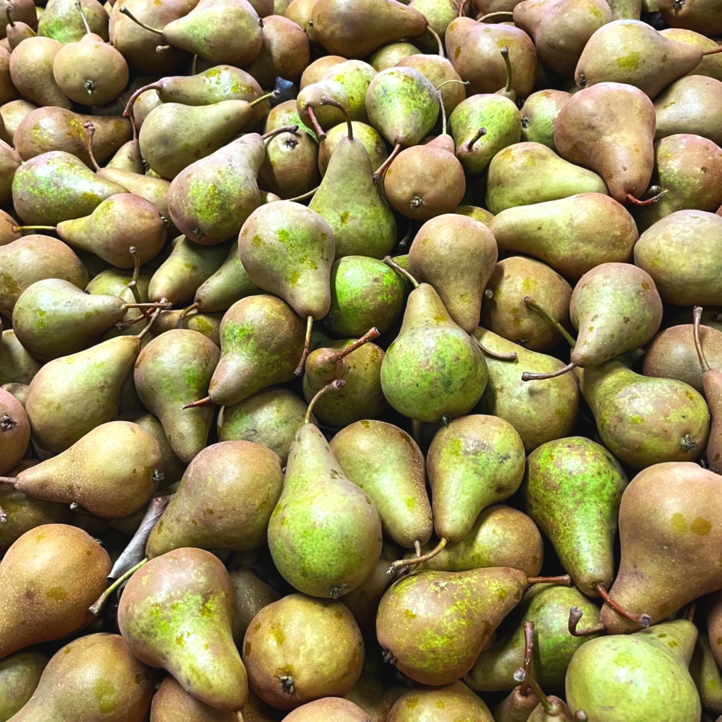 A large pile of ripe pears with green and brown coloring.