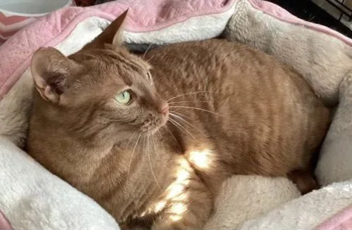 Cheddar 