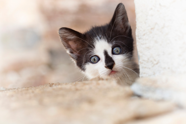 Stray black and white kitten available for adoption after being rescued and provided medical care by JB's Pet Rescue in North Texas.